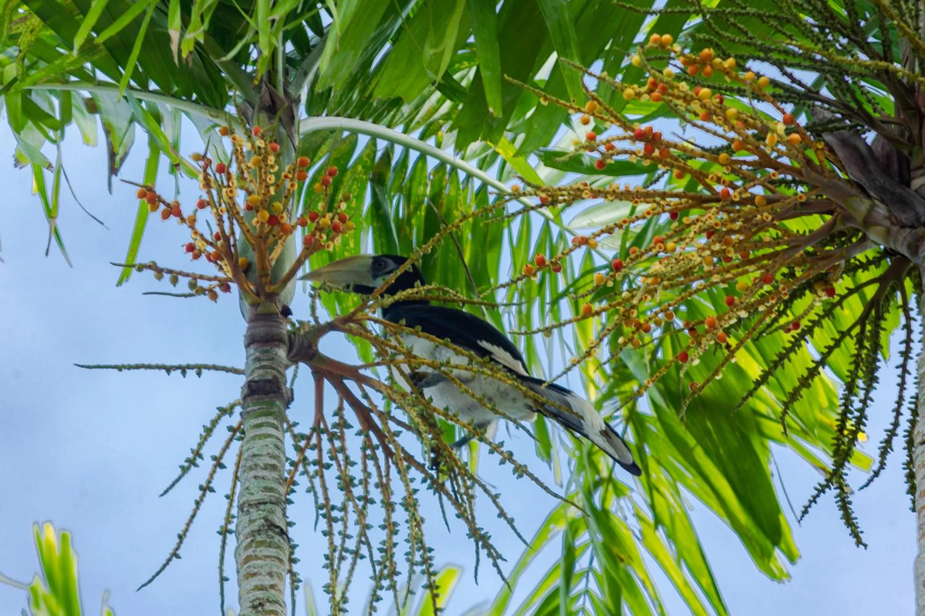 Animals in Berjaya Langkawi Resort