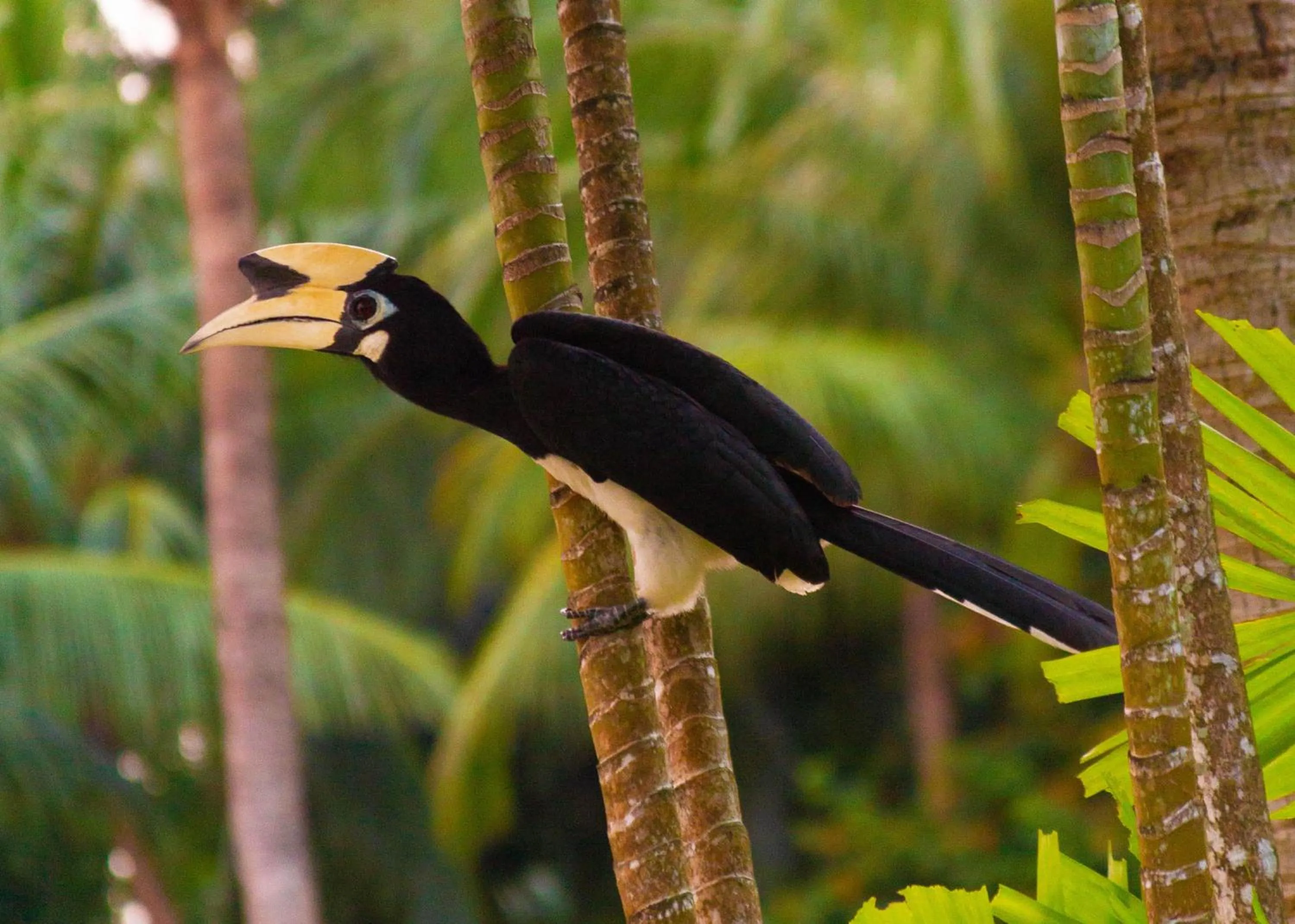 Animals in Berjaya Langkawi Resort