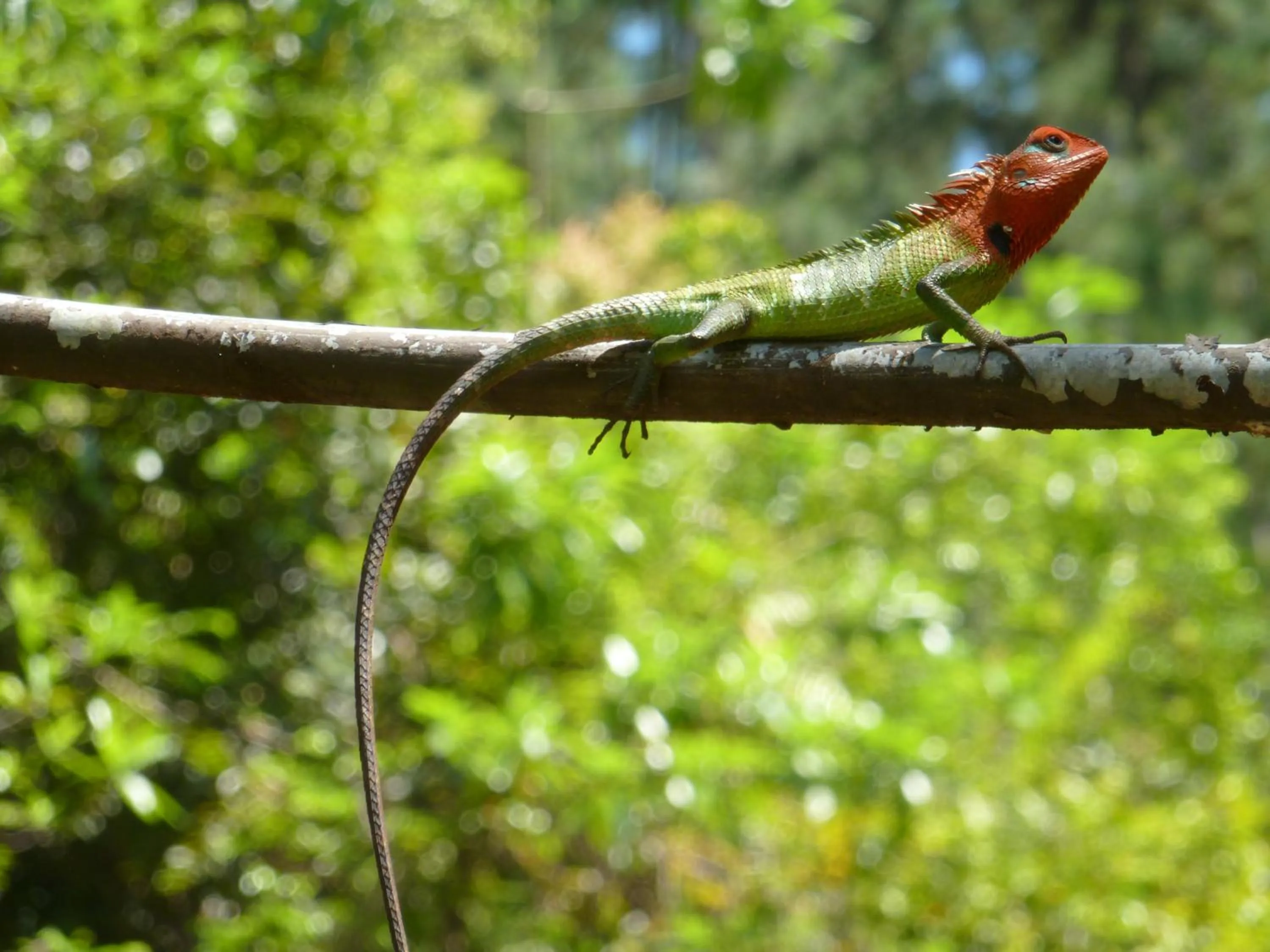 Activities in Nimal`s Homestay