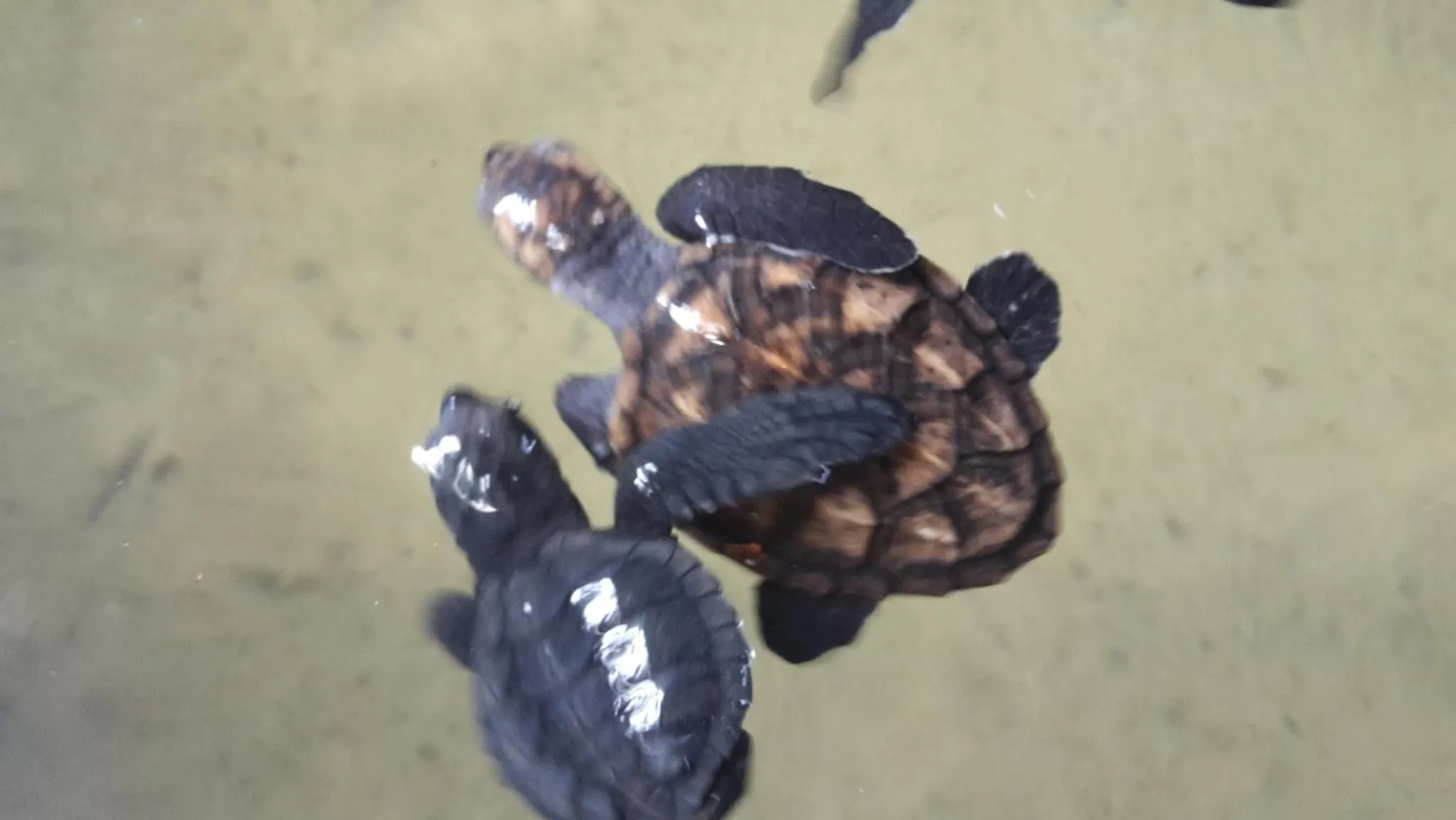 Activities in Nimal`s Homestay