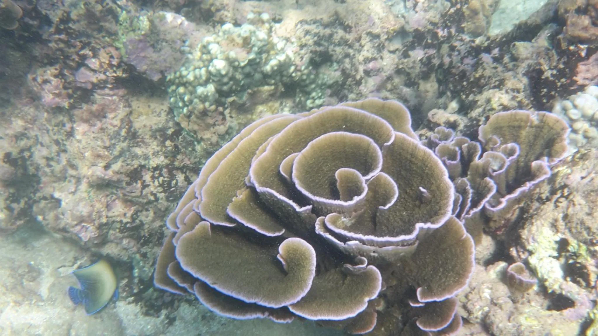 Snorkeling in Nimal`s Homestay