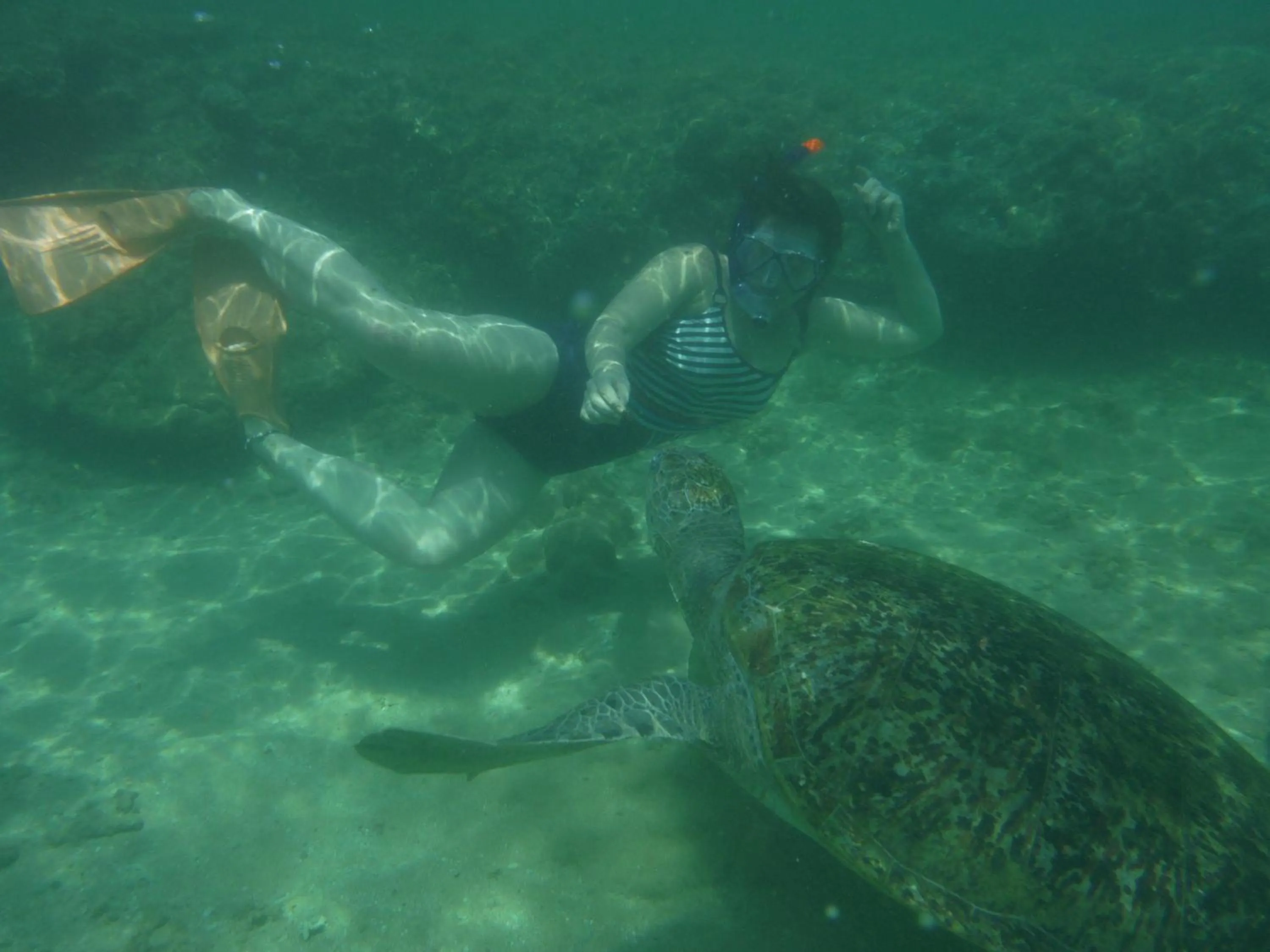 Snorkeling in Nimal`s Homestay