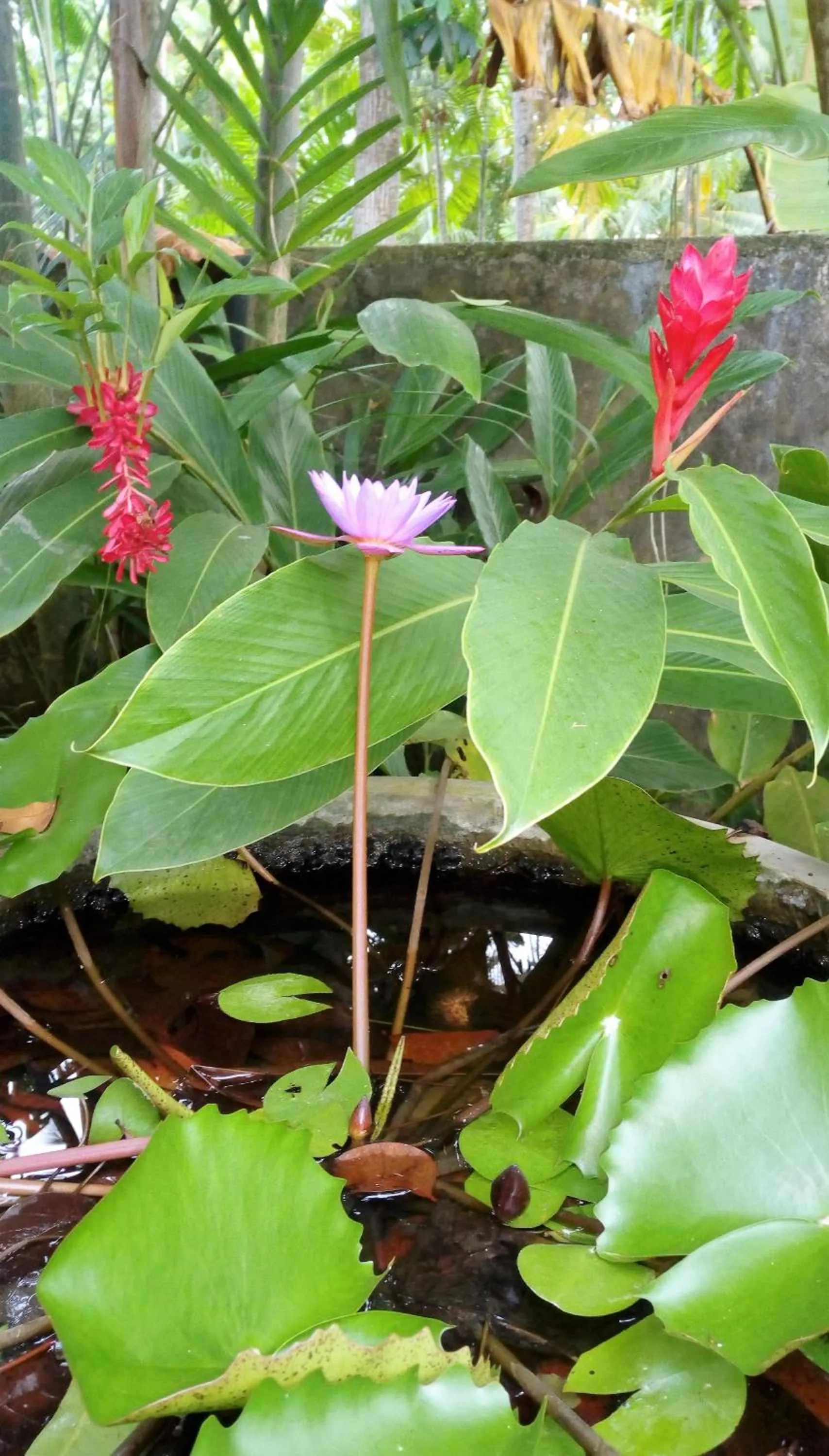 Garden in Nimal`s Homestay