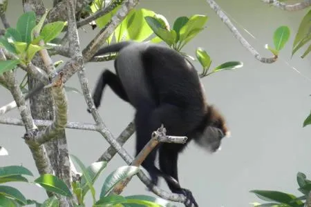 Animals in Nimal`s Homestay