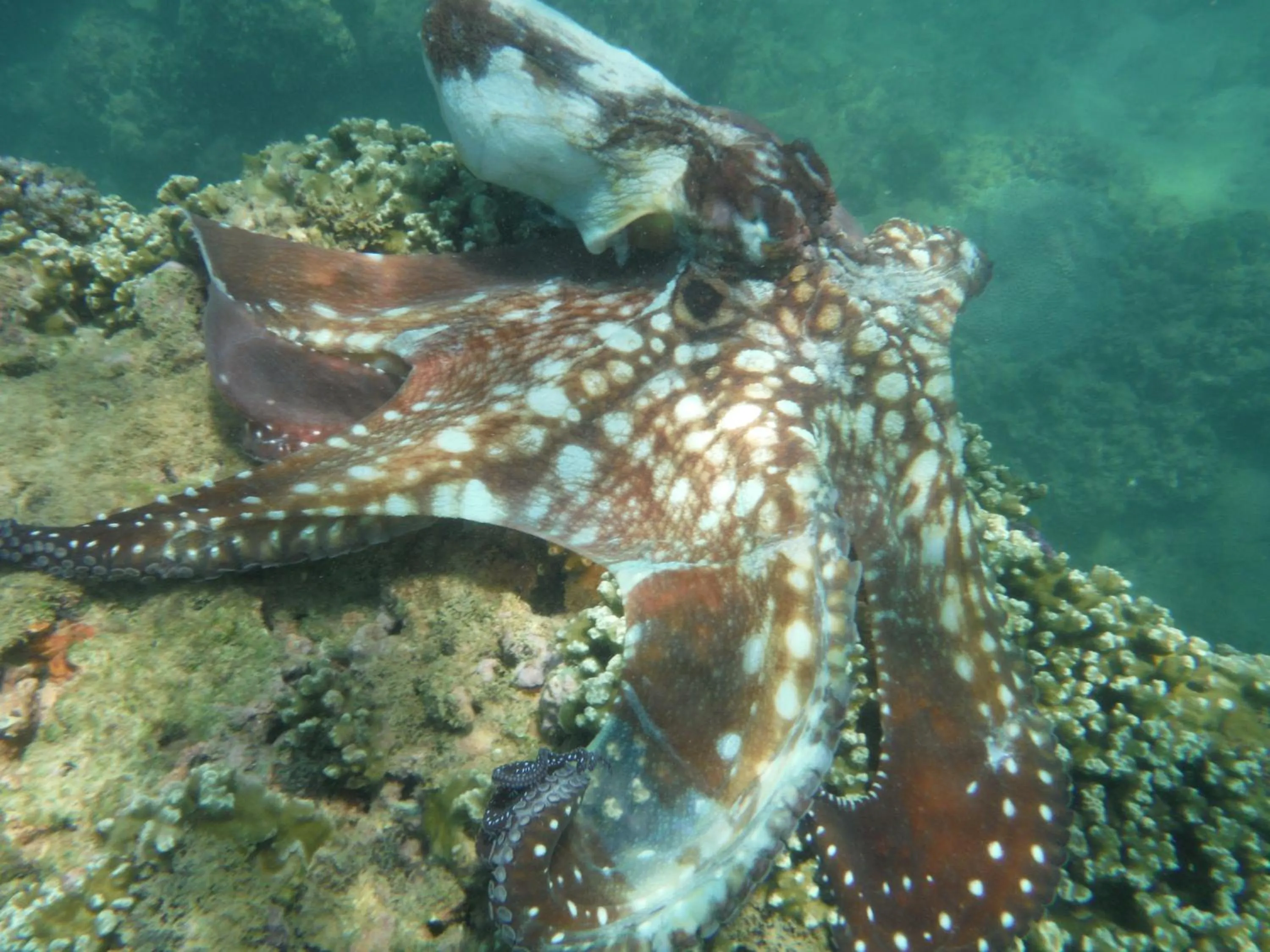 Snorkeling in Nimal`s Homestay