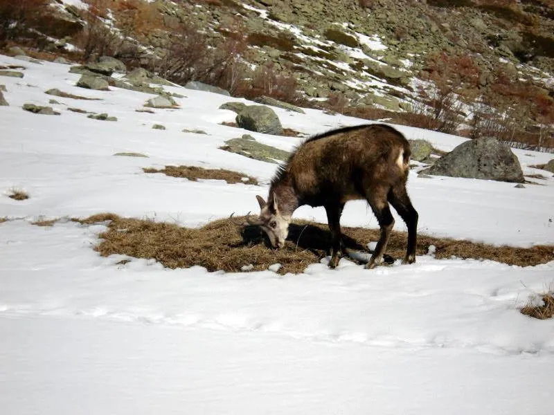 Winter in Chalet Eden Eco Hotel, Restaurant & Wellness