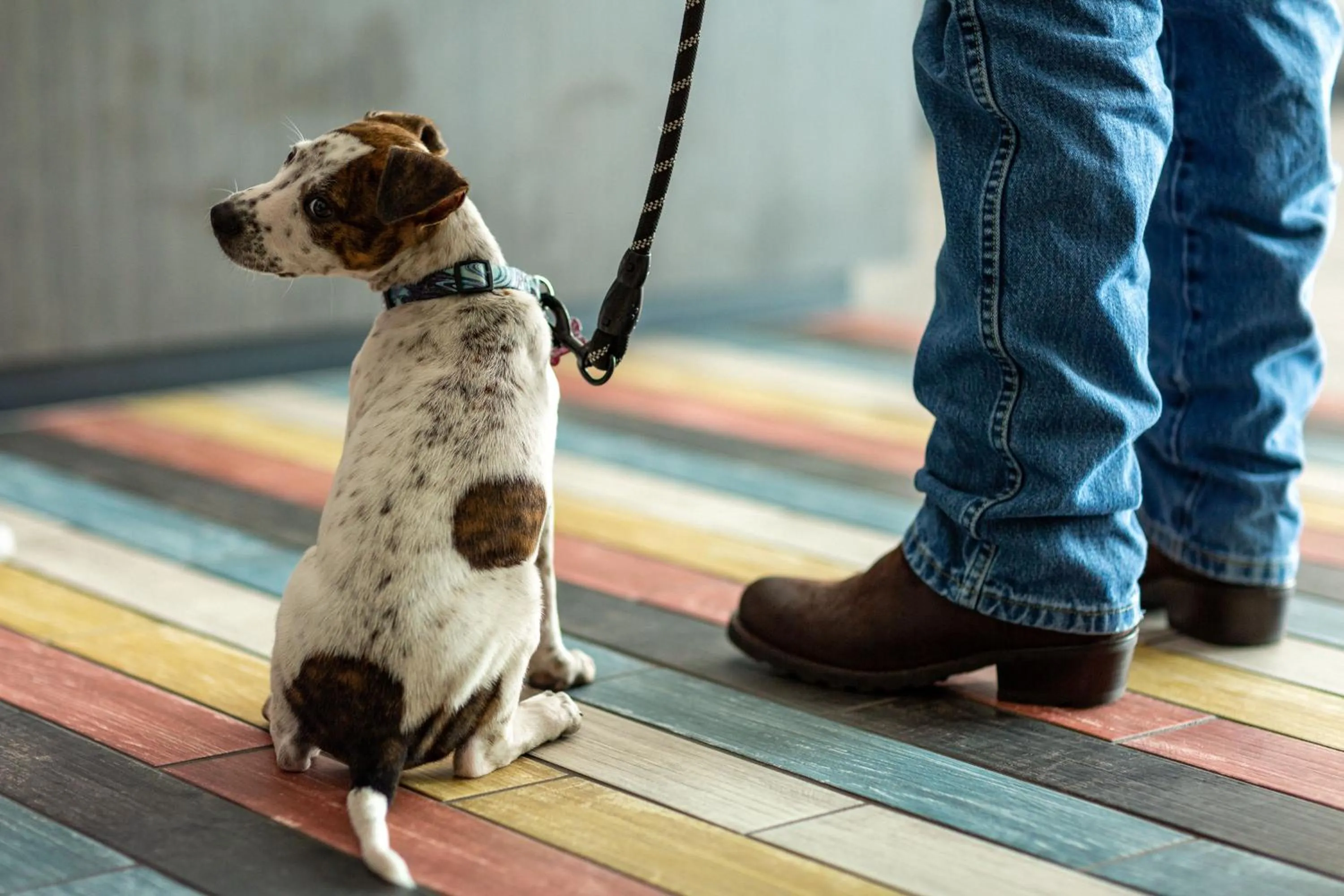 pet friendly in Motel 6 Sherman, TX