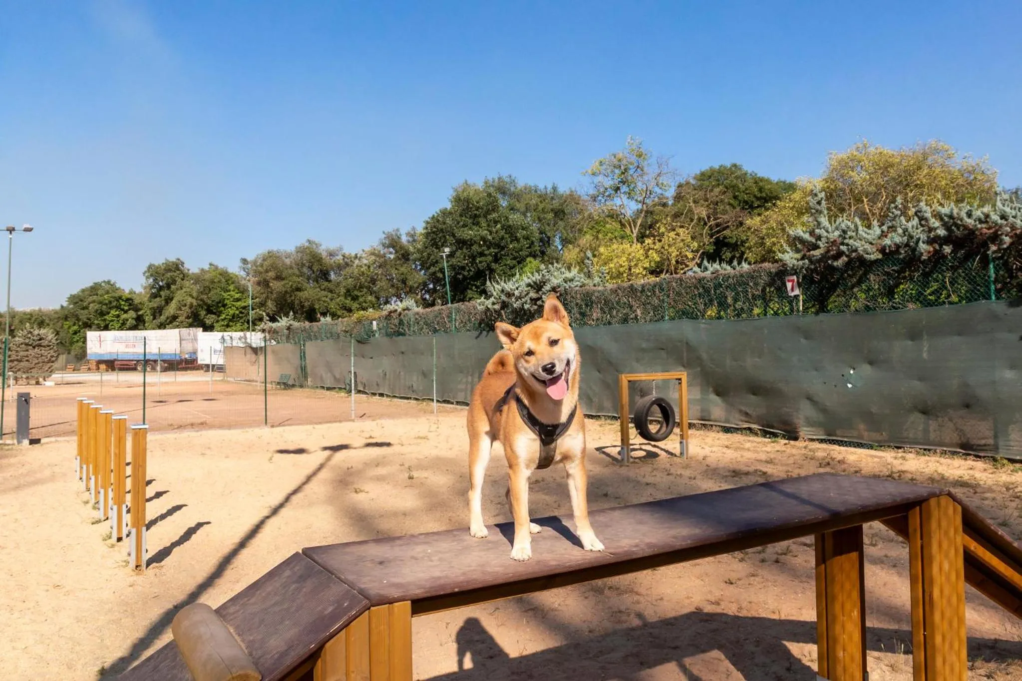 Animals in Fabulous village