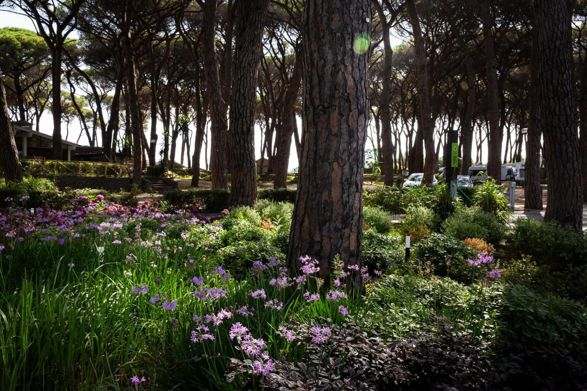 Garden in Fabulous village