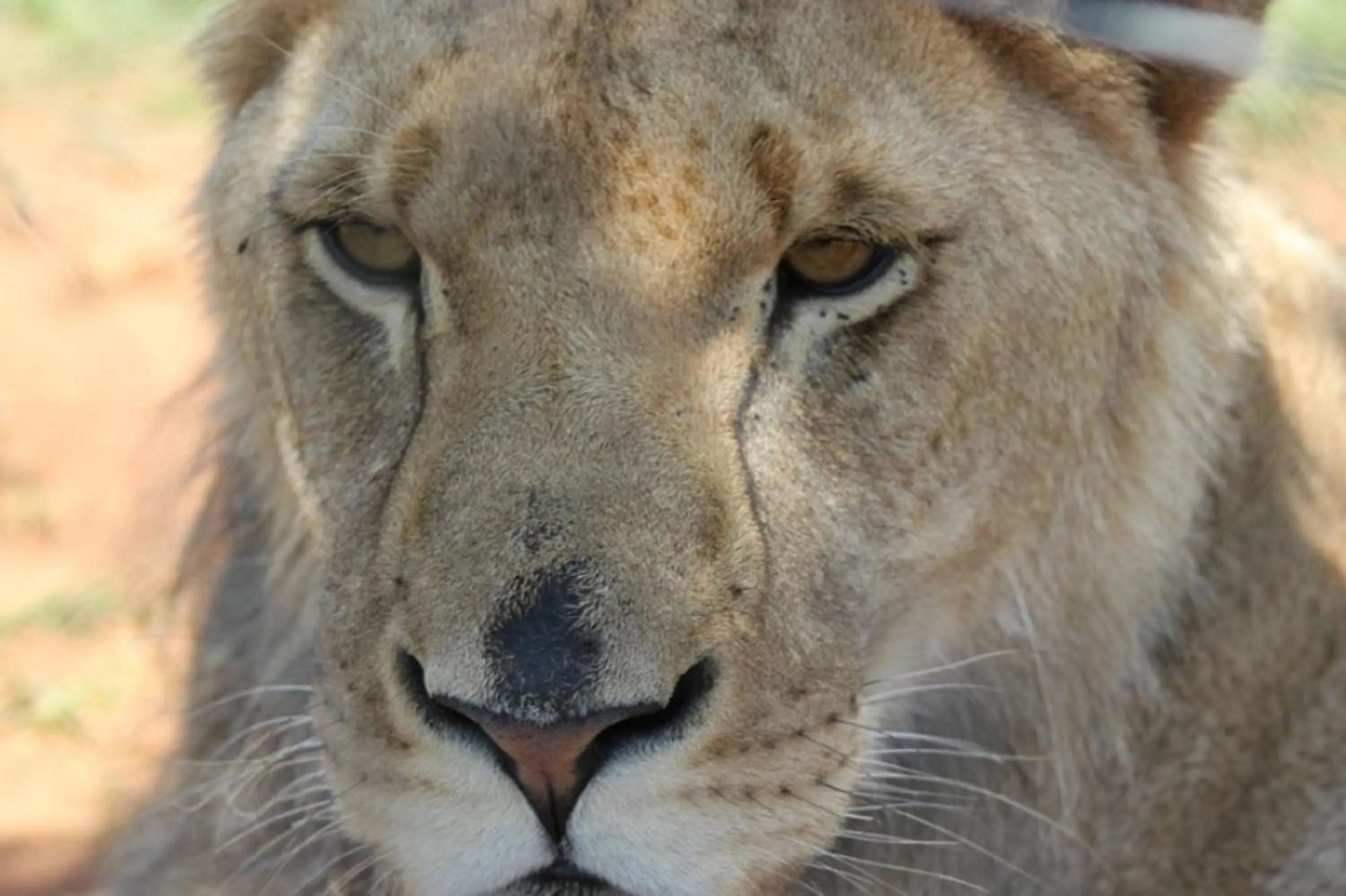 Animals in Tava Lingwe Game Lodge & Wedding Venue