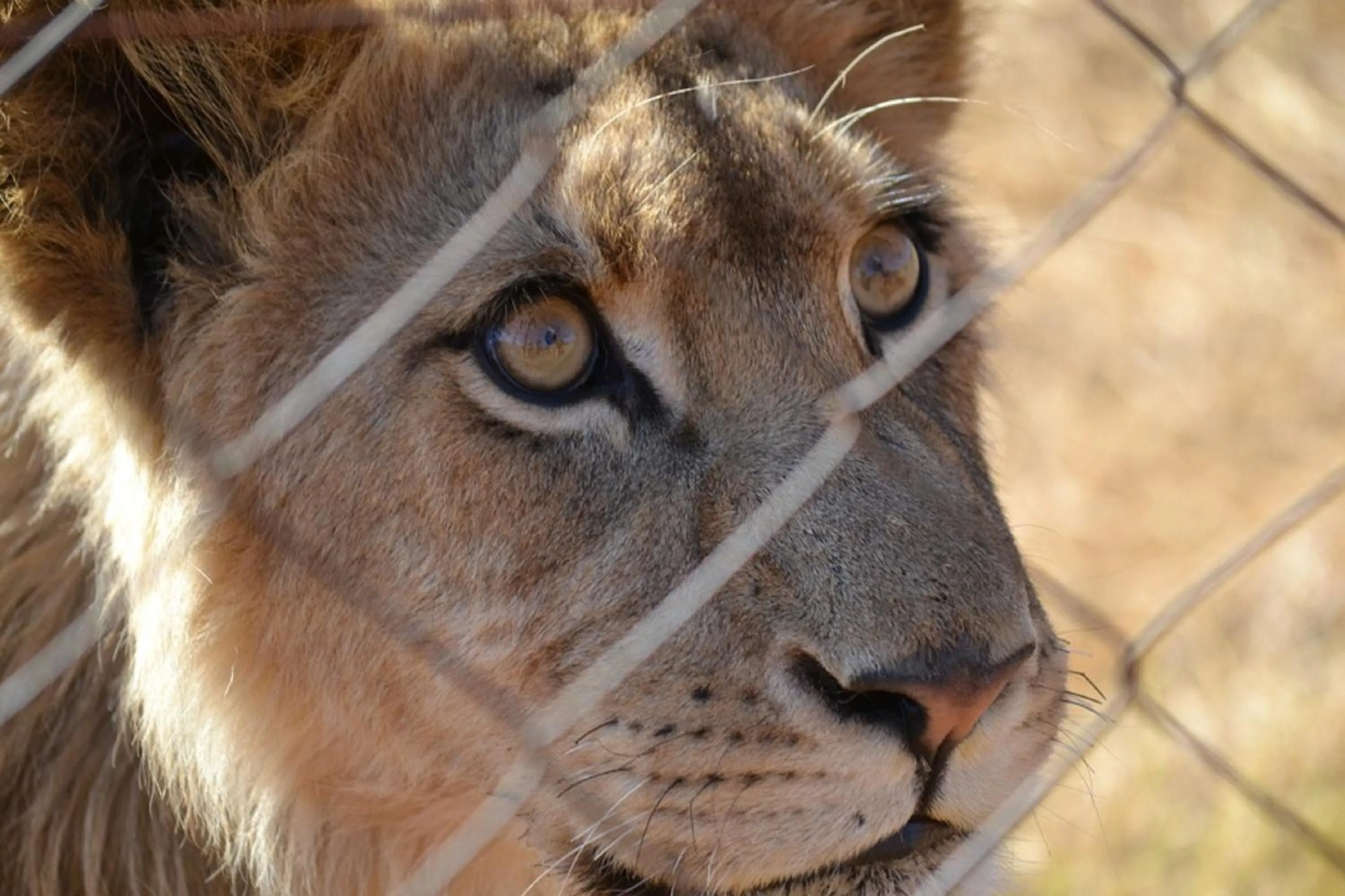 Animals in Tava Lingwe Game Lodge & Wedding Venue