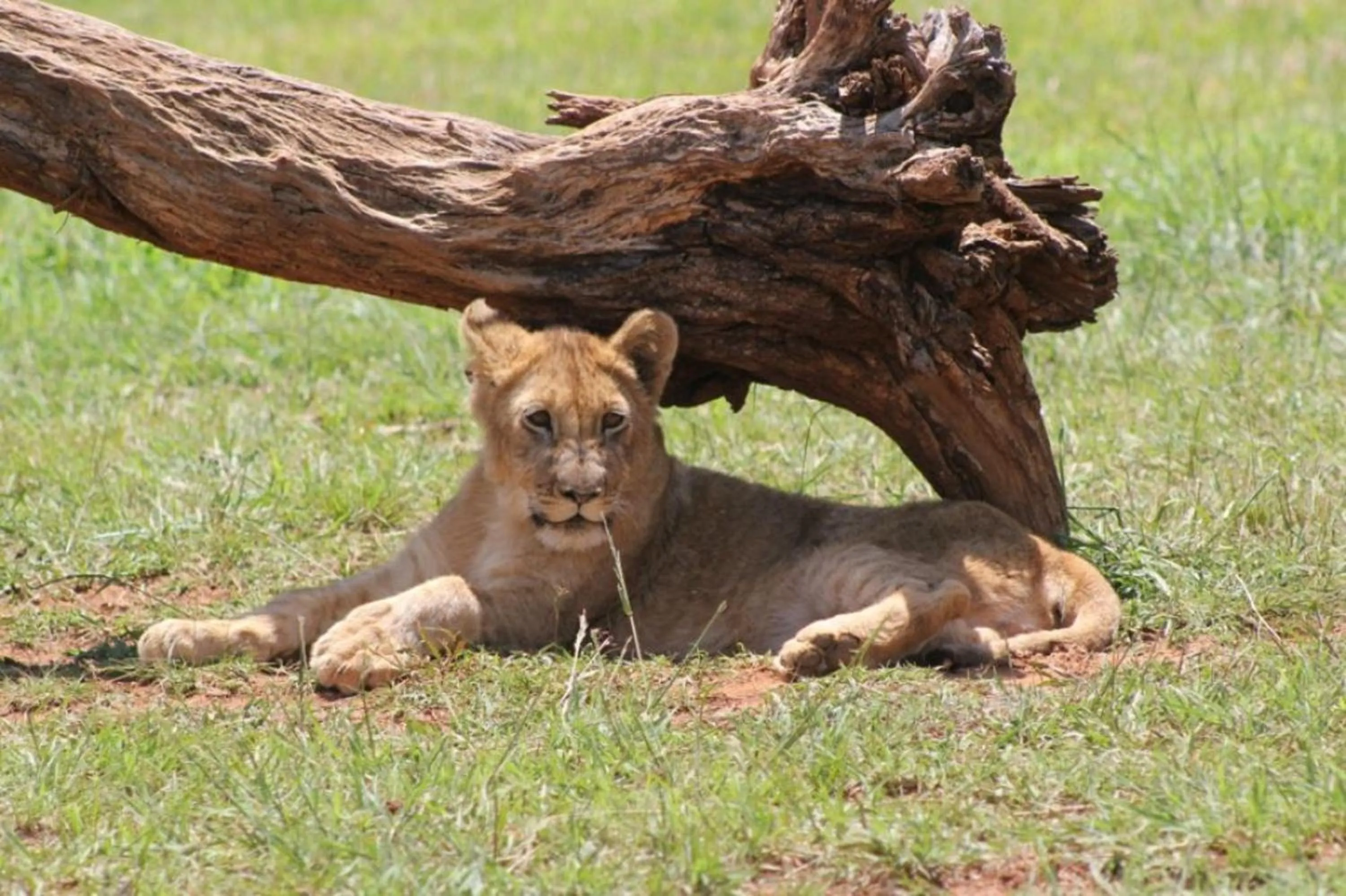 Animals in Tava Lingwe Game Lodge & Wedding Venue