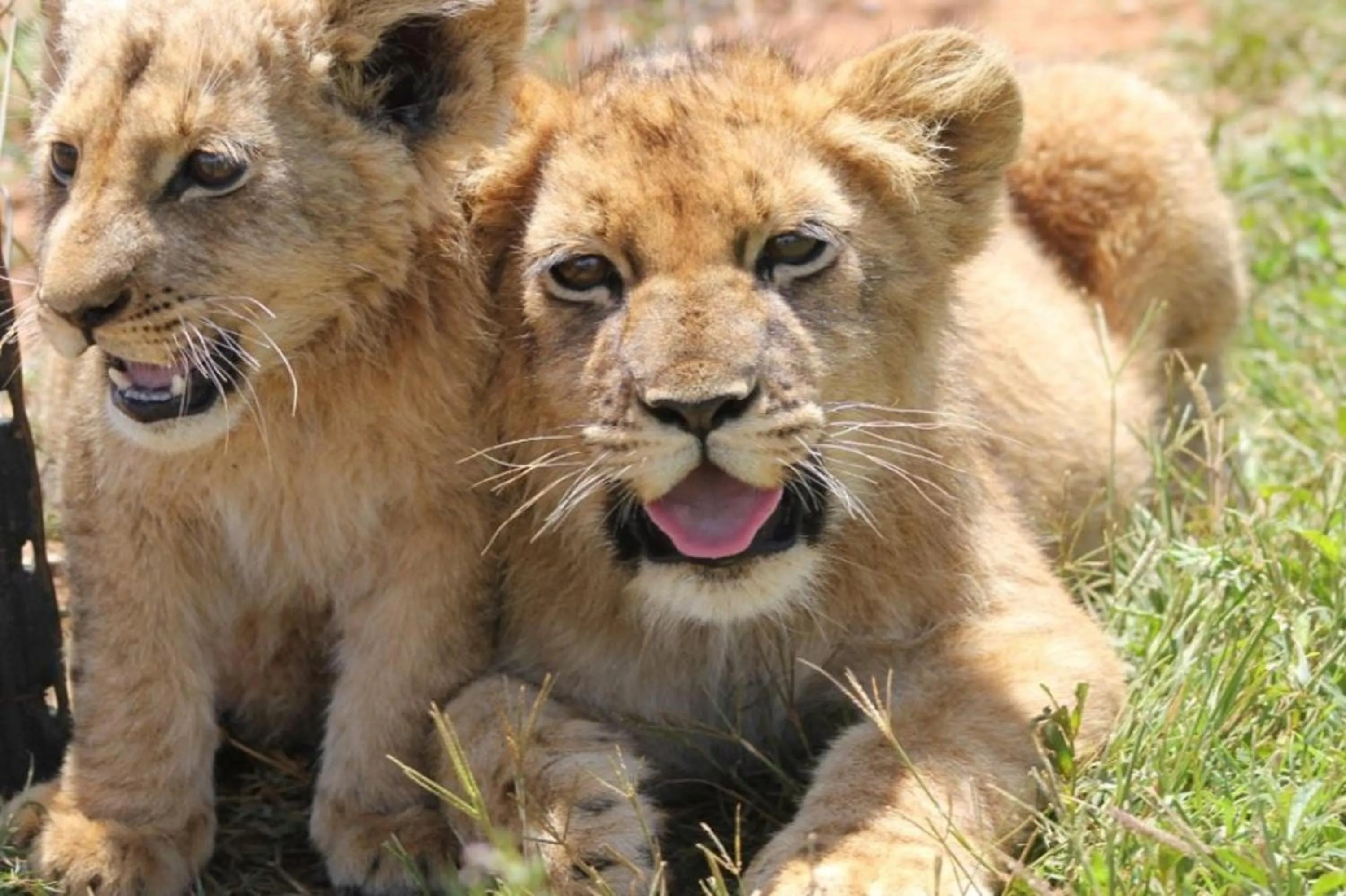 Animals in Tava Lingwe Game Lodge & Wedding Venue