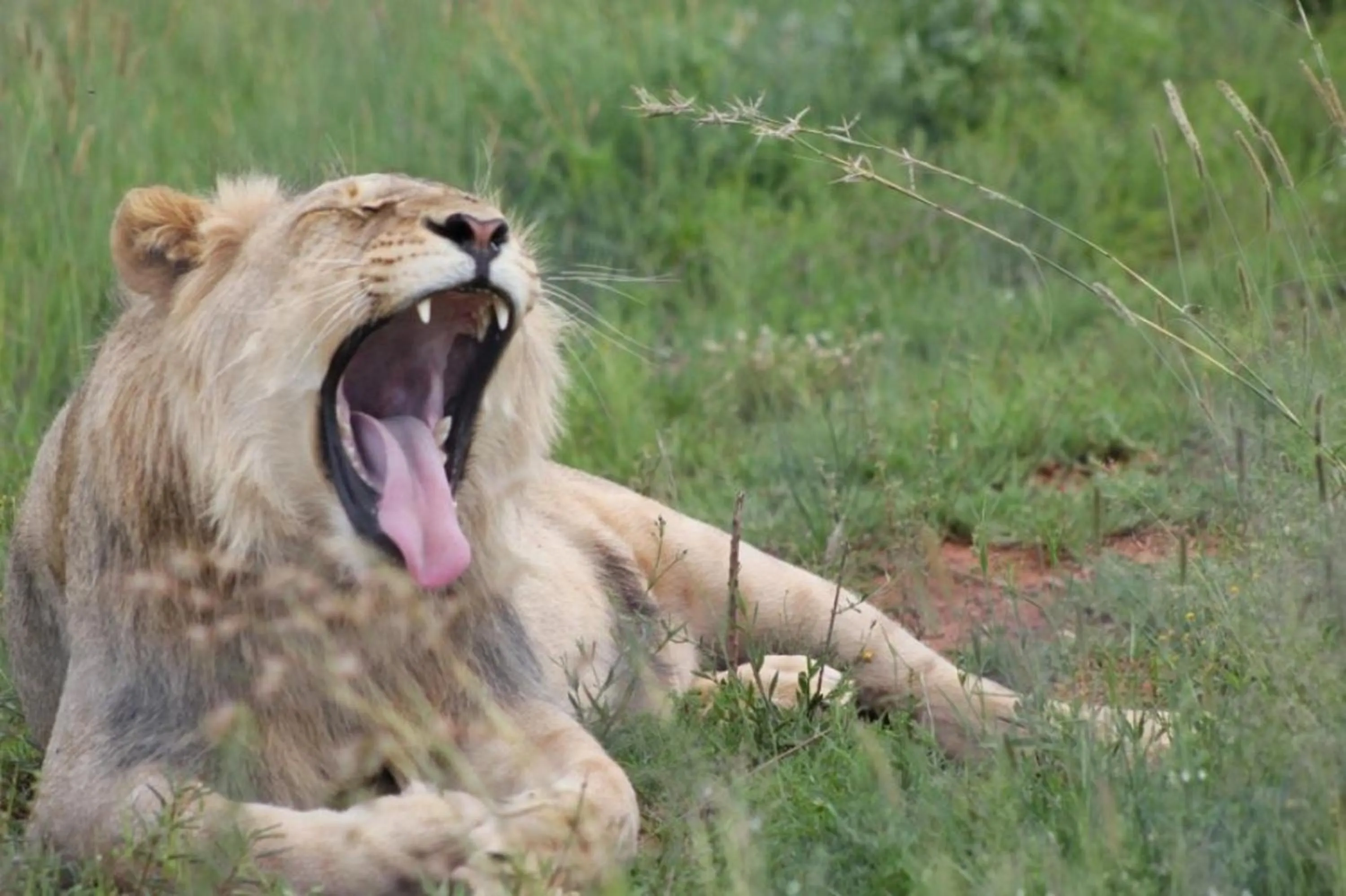 Animals in Tava Lingwe Game Lodge & Wedding Venue