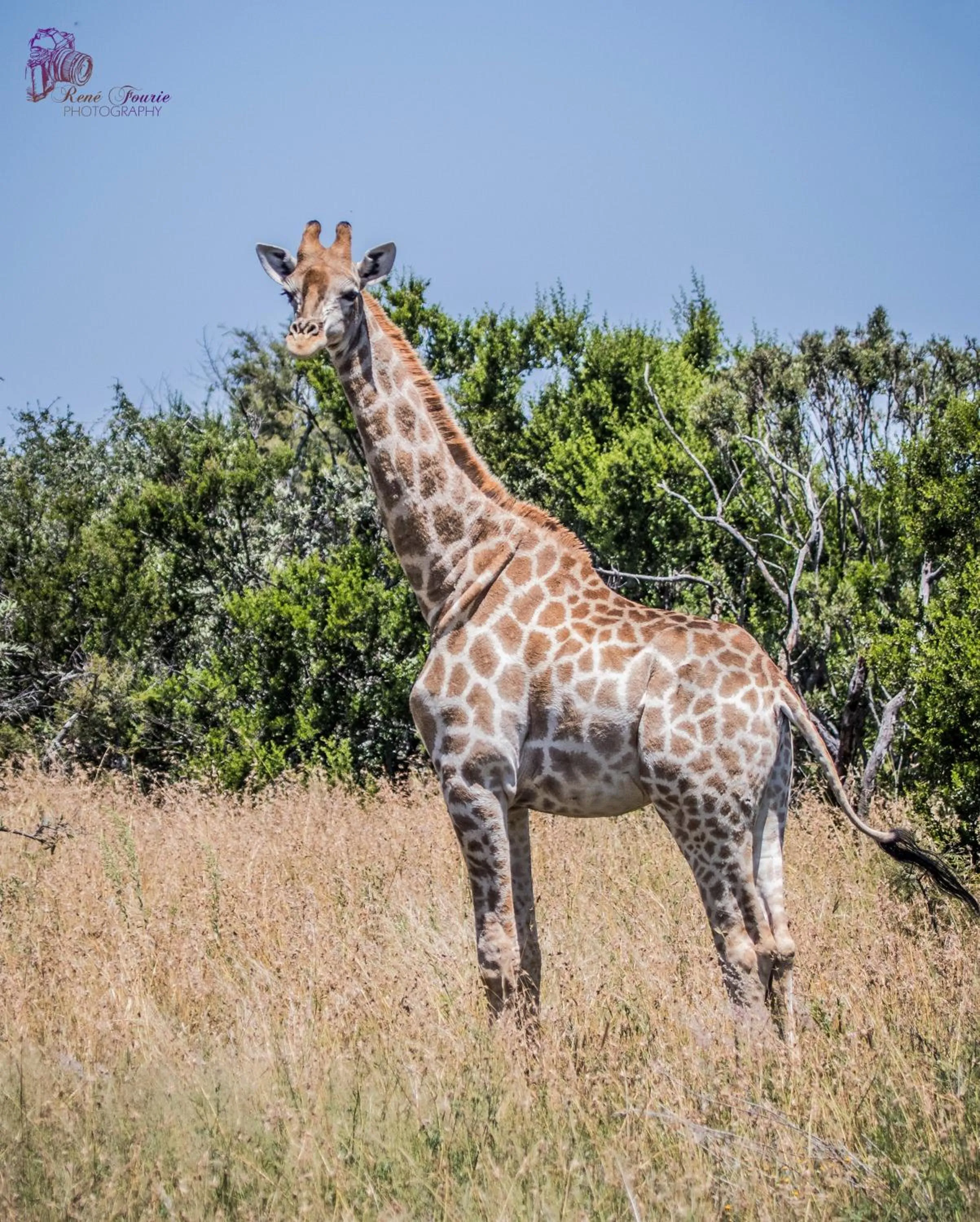 Animals in Tava Lingwe Game Lodge & Wedding Venue
