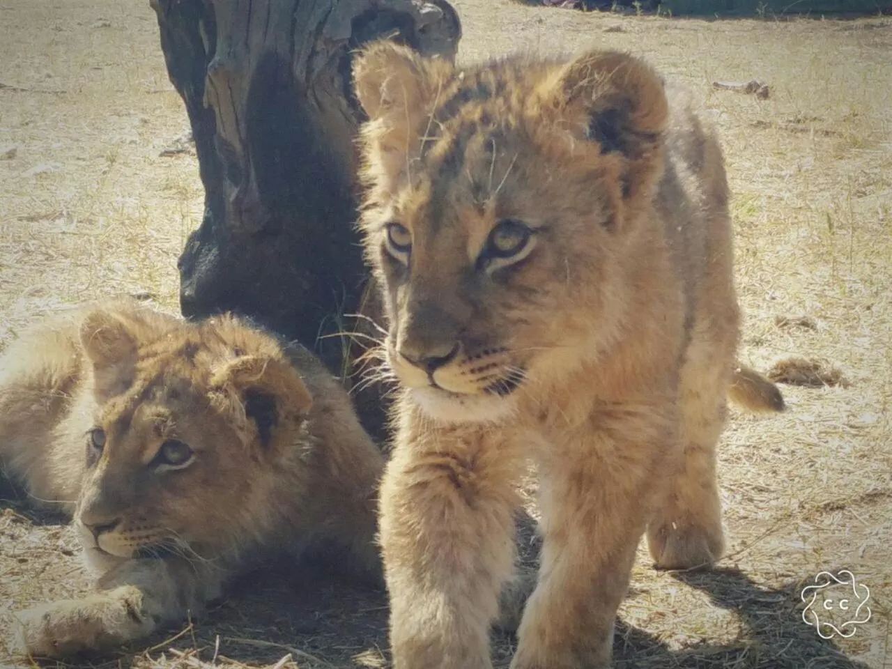 Animals in Tava Lingwe Game Lodge & Wedding Venue