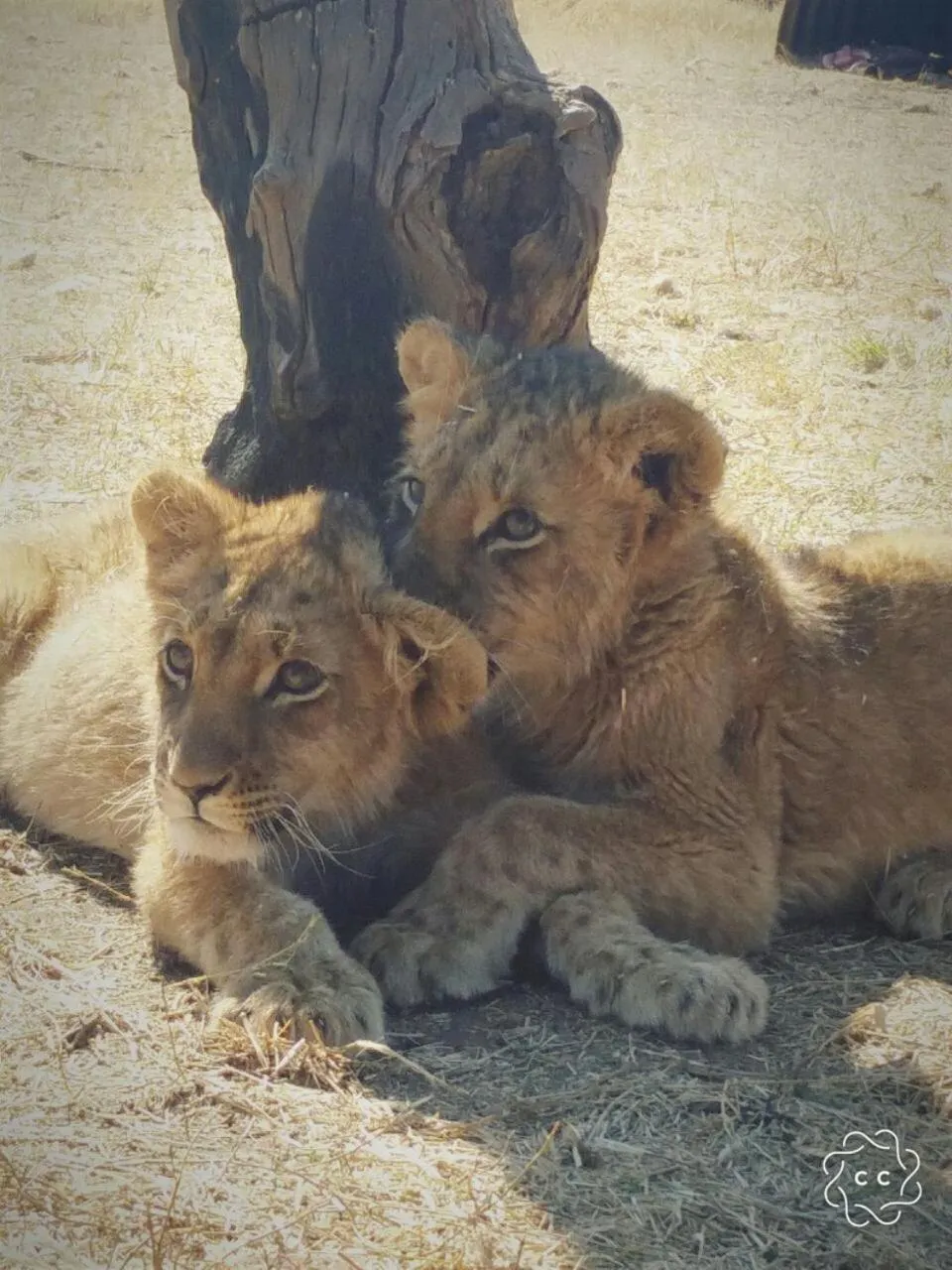 Animals in Tava Lingwe Game Lodge & Wedding Venue