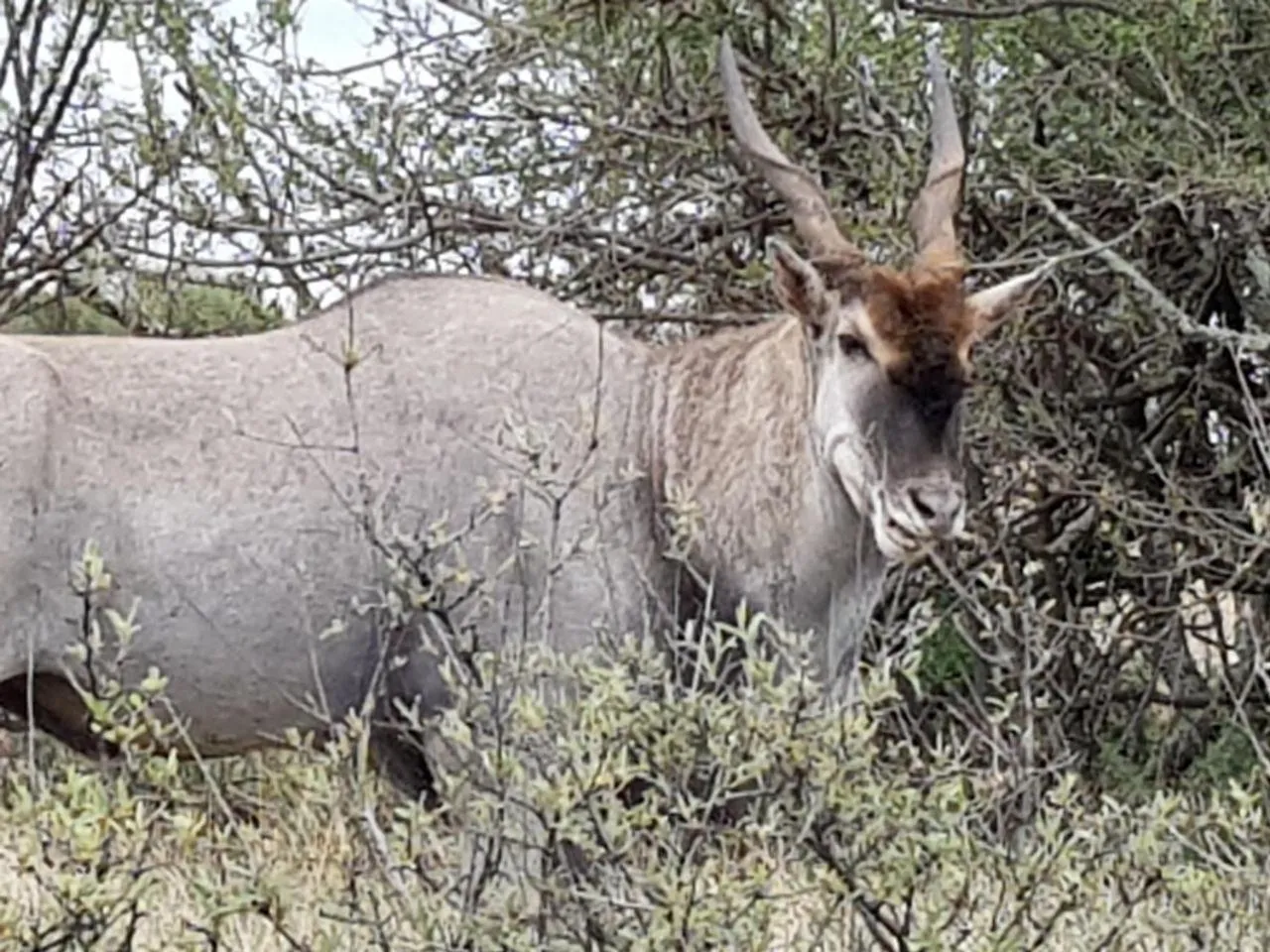 Animals in Tava Lingwe Game Lodge & Wedding Venue