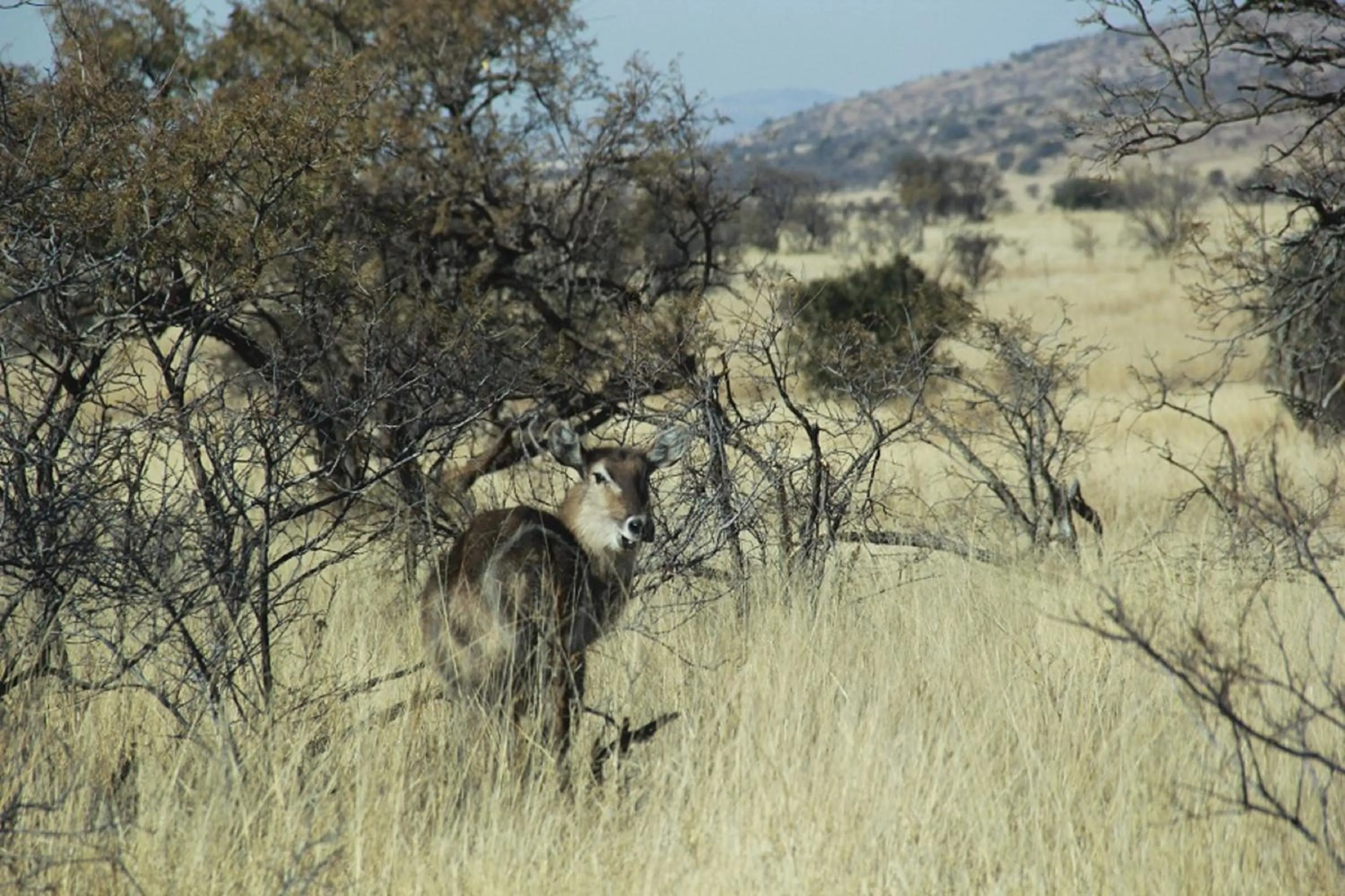 Animals in Tava Lingwe Game Lodge & Wedding Venue