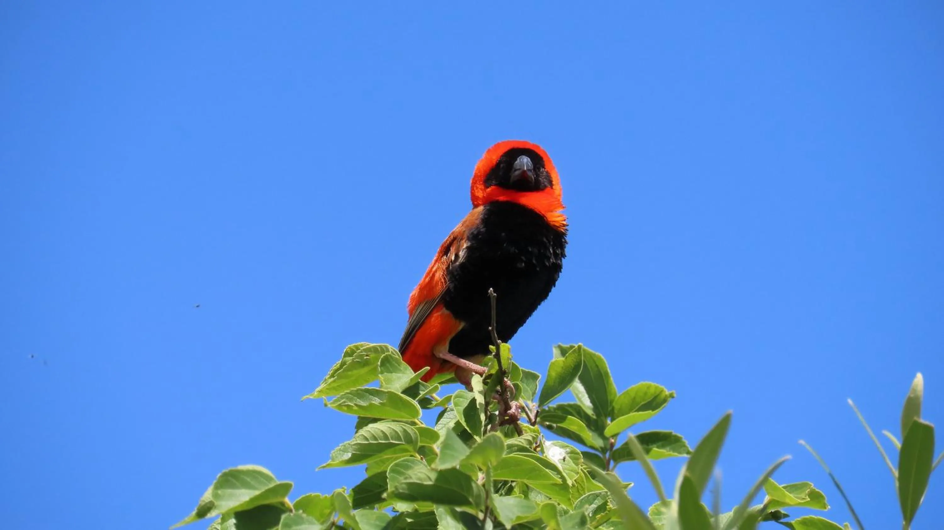 Animals in Tava Lingwe Game Lodge & Wedding Venue