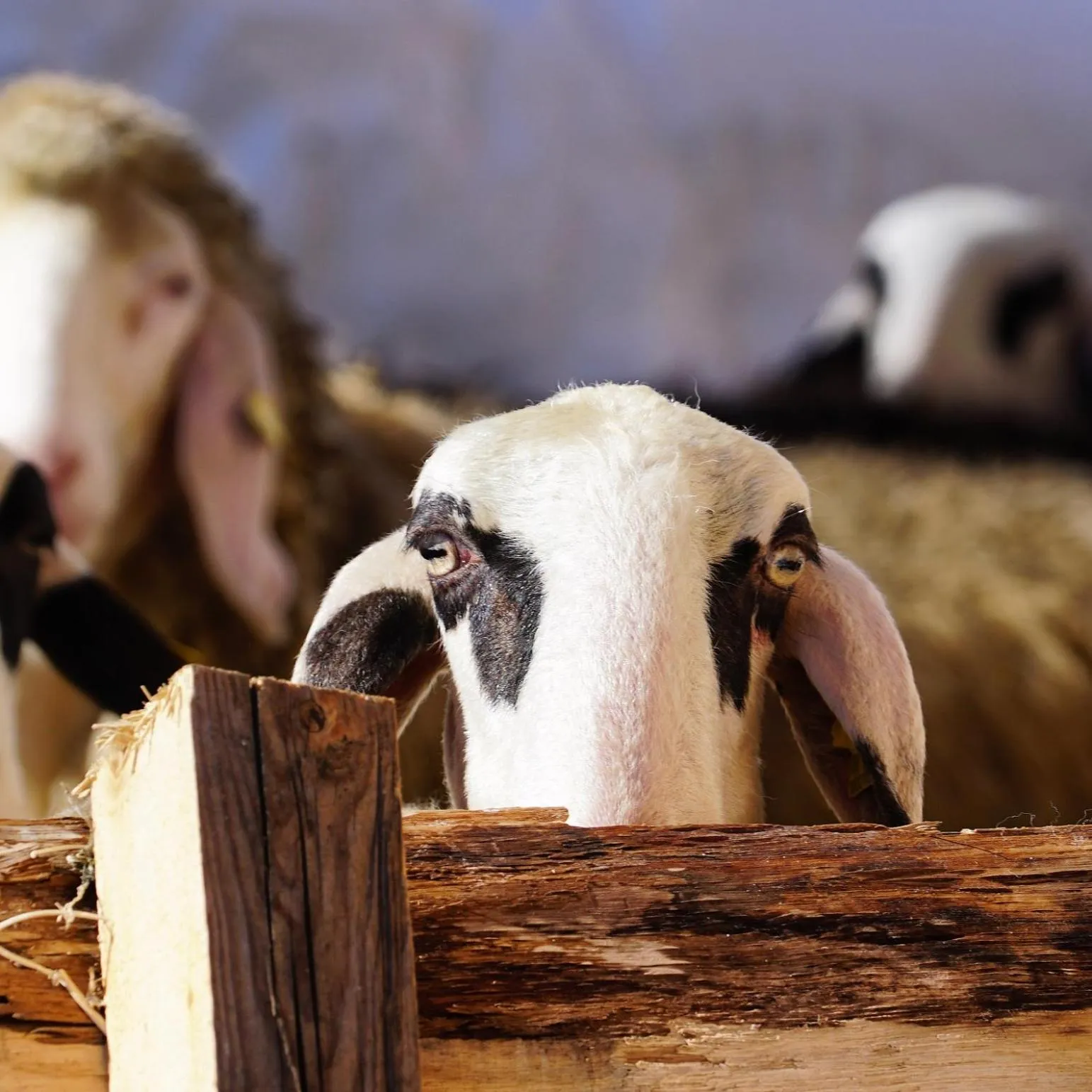 Animals in Chalet Cogolara