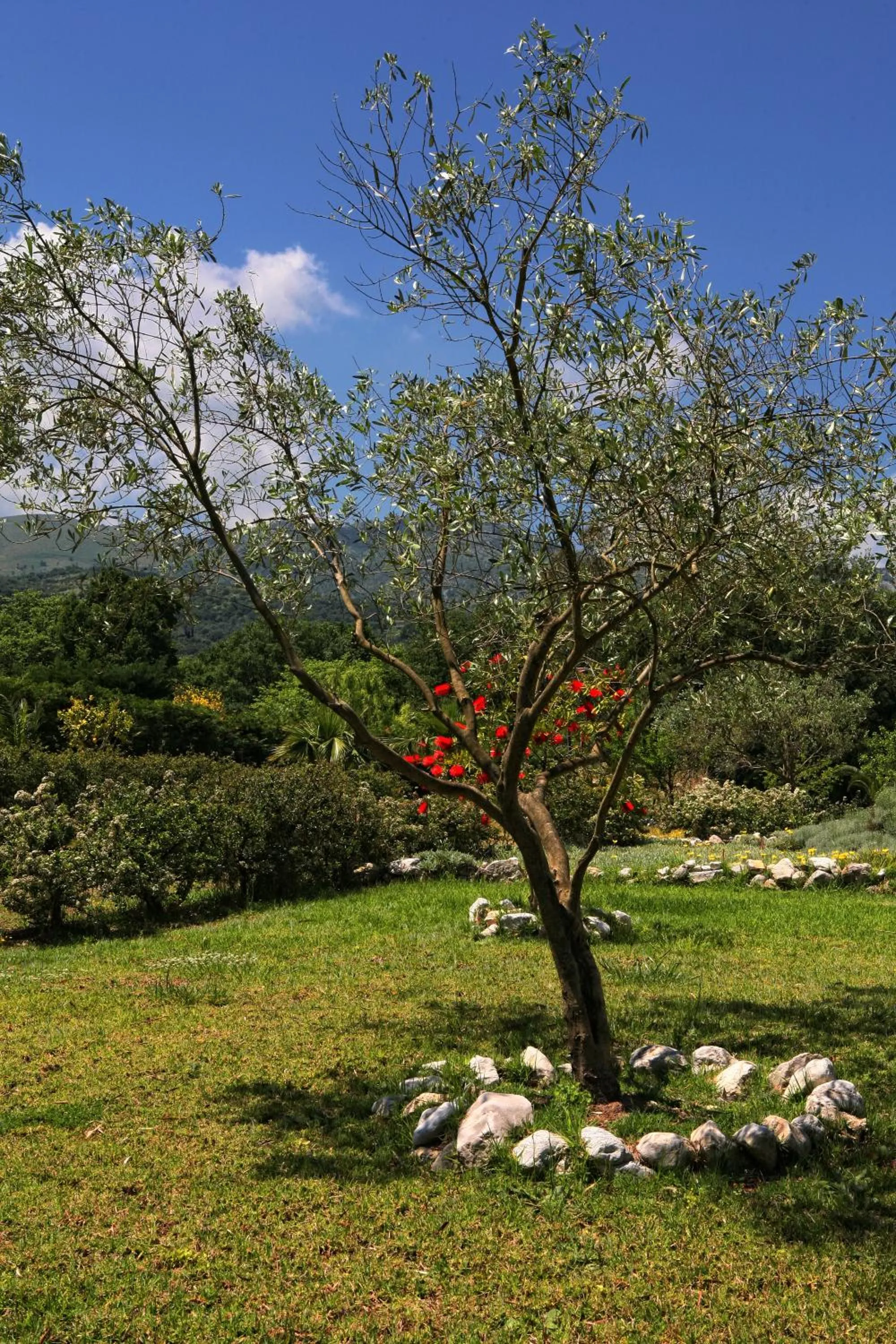 Garden in Villa Levanda by WhiteDream Villas
