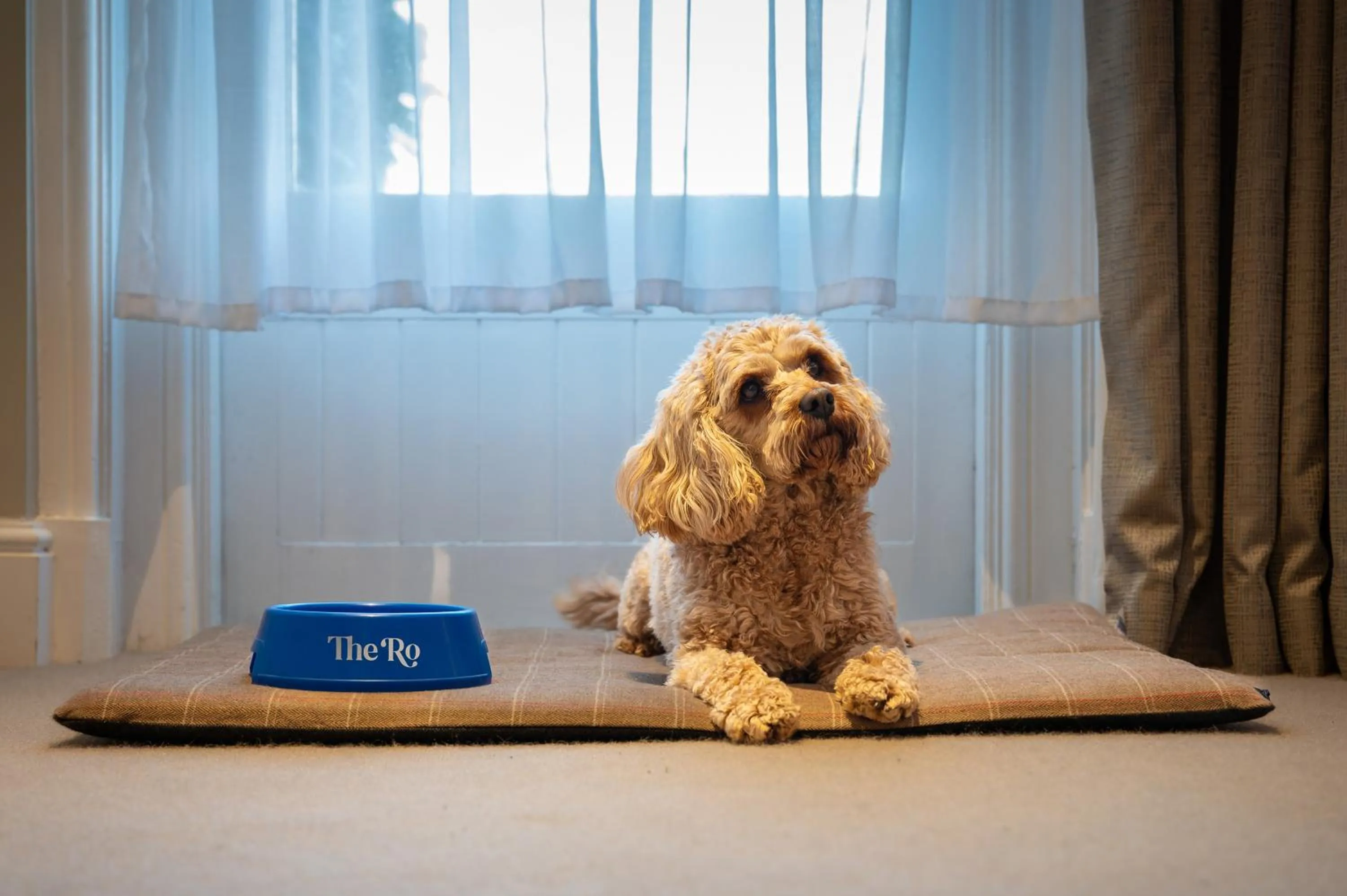 Pets in The Ro Hotel Windermere