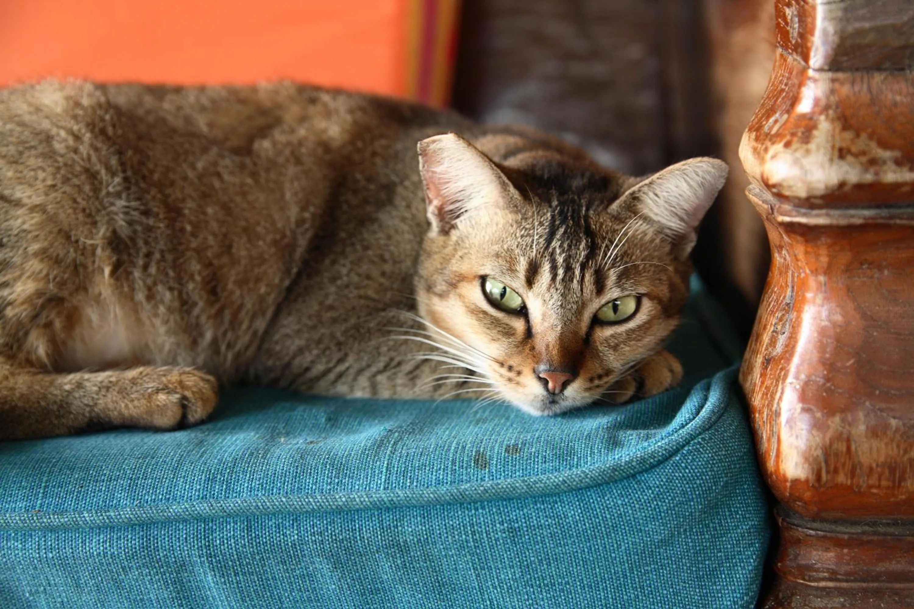 Other in Bon Ton Antique Wooden Villas