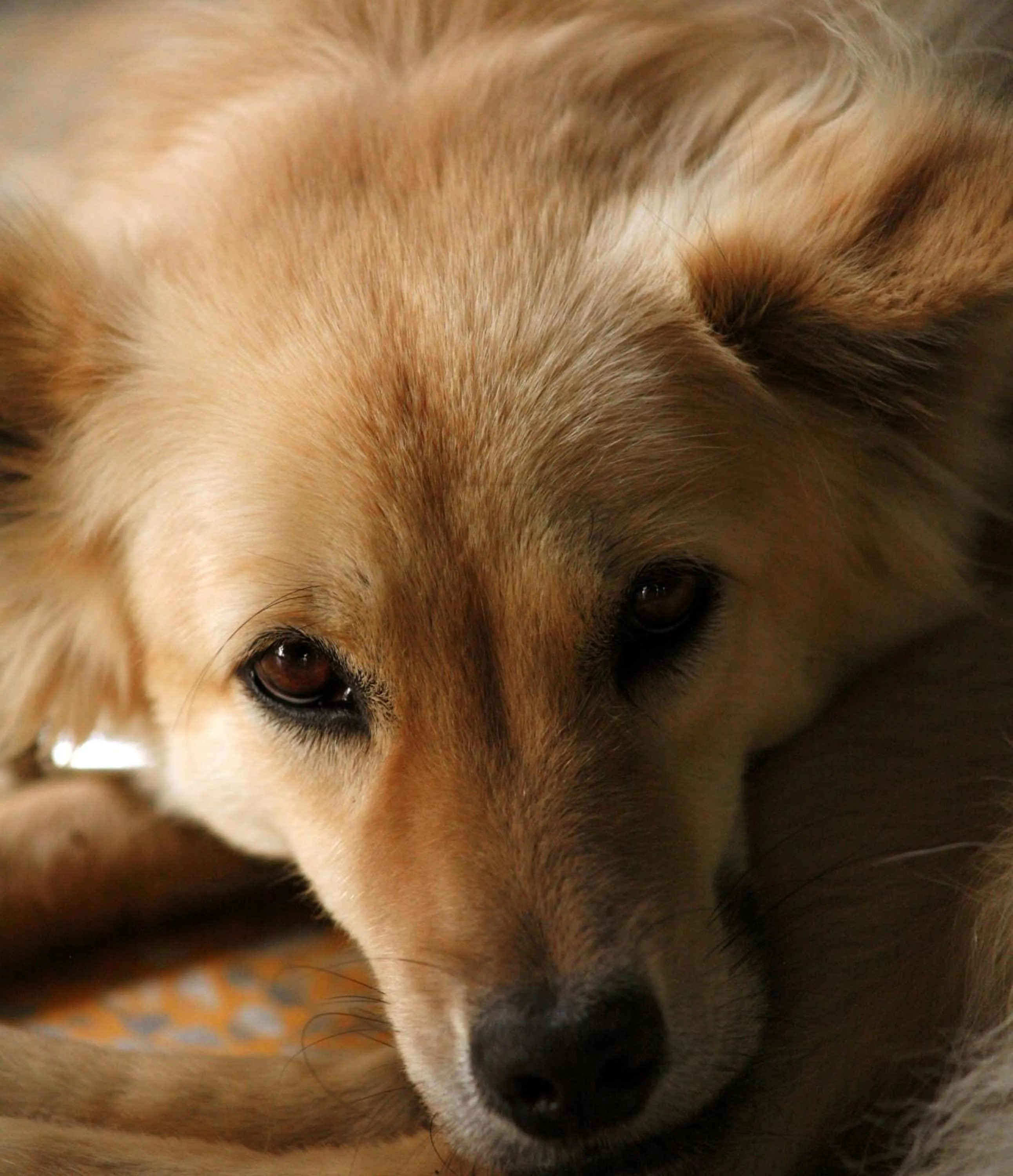 Other in Bon Ton Antique Wooden Villas