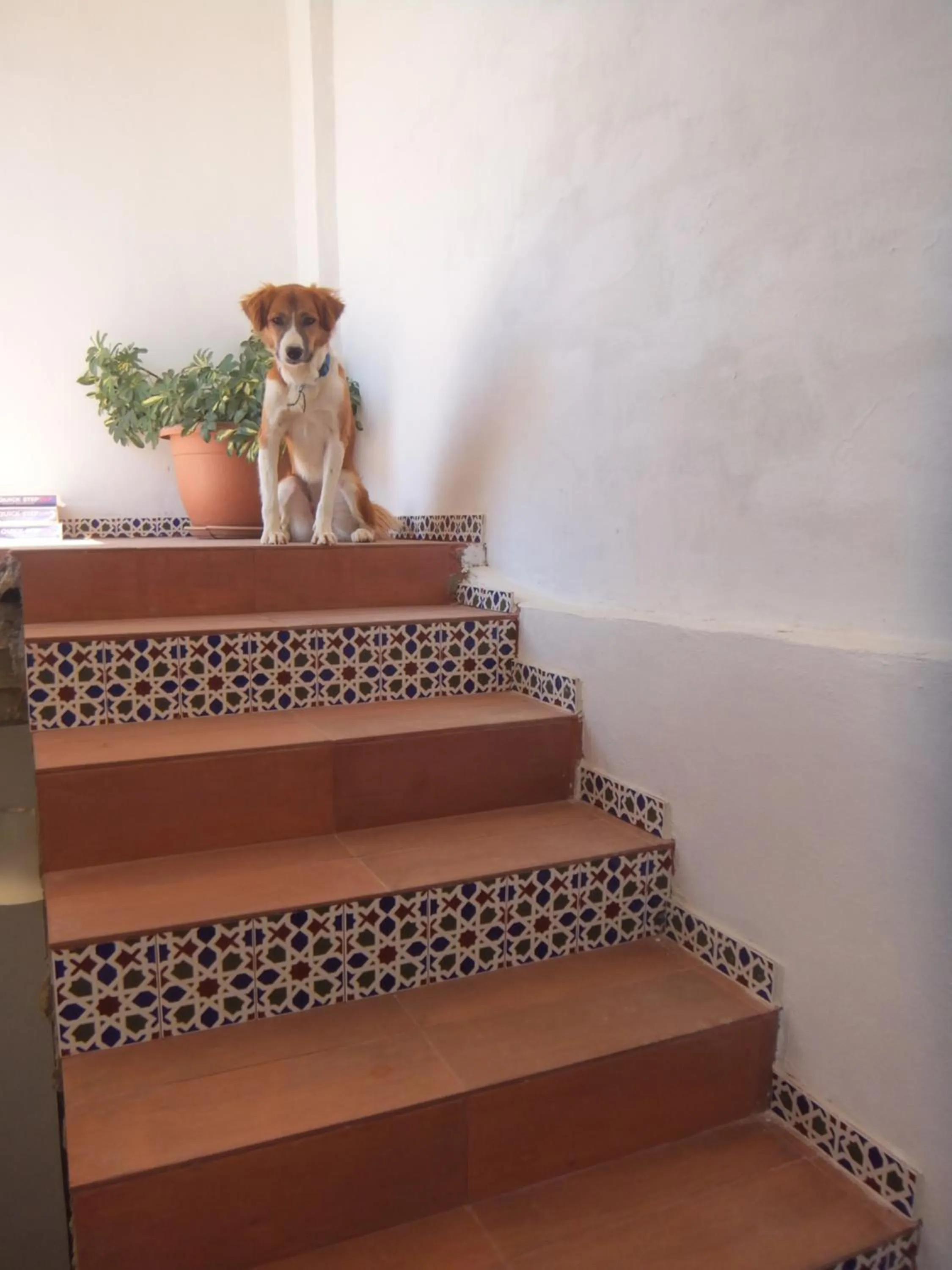 Pets in The Little B&B on the Hill