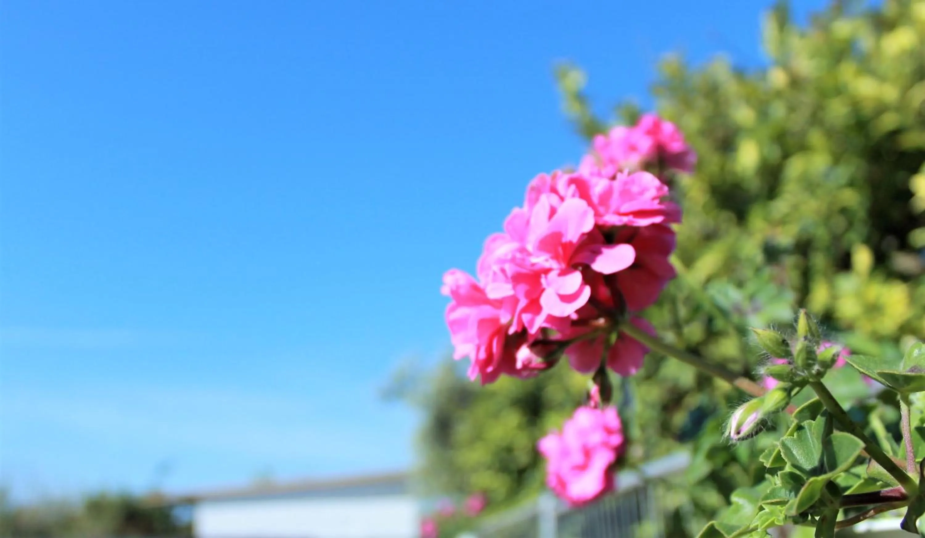 Garden in Sun of Sicily