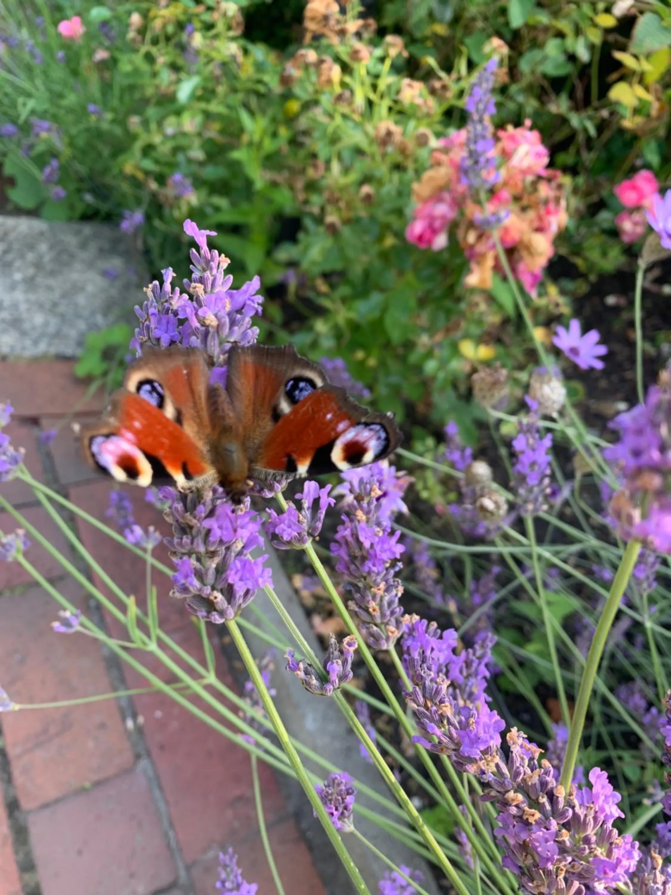 Spring in Hotel Bed & Breakfast am Dom