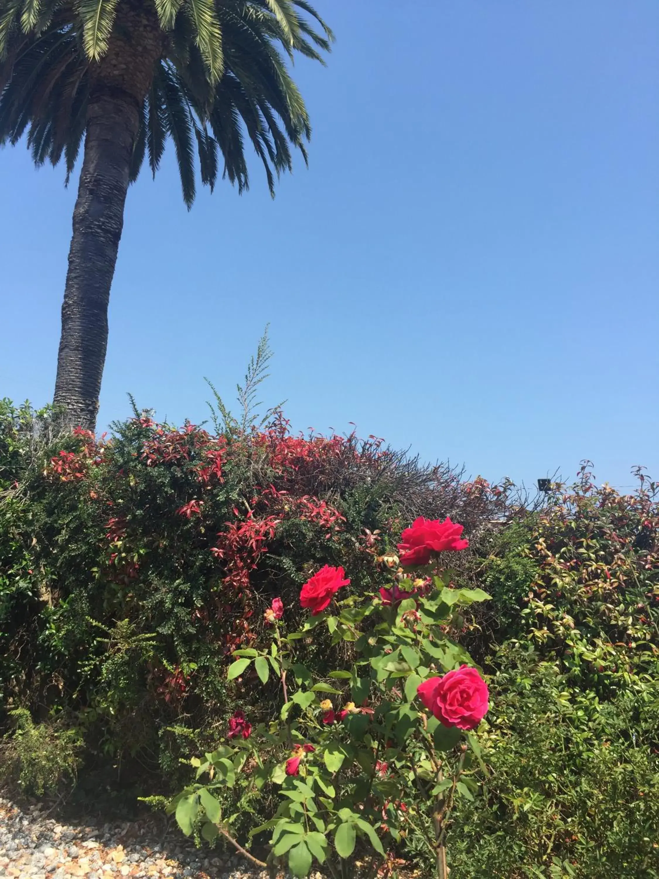 Garden view in Hitching Post Studios Inn Garden view in Hitching Post Studios Inn