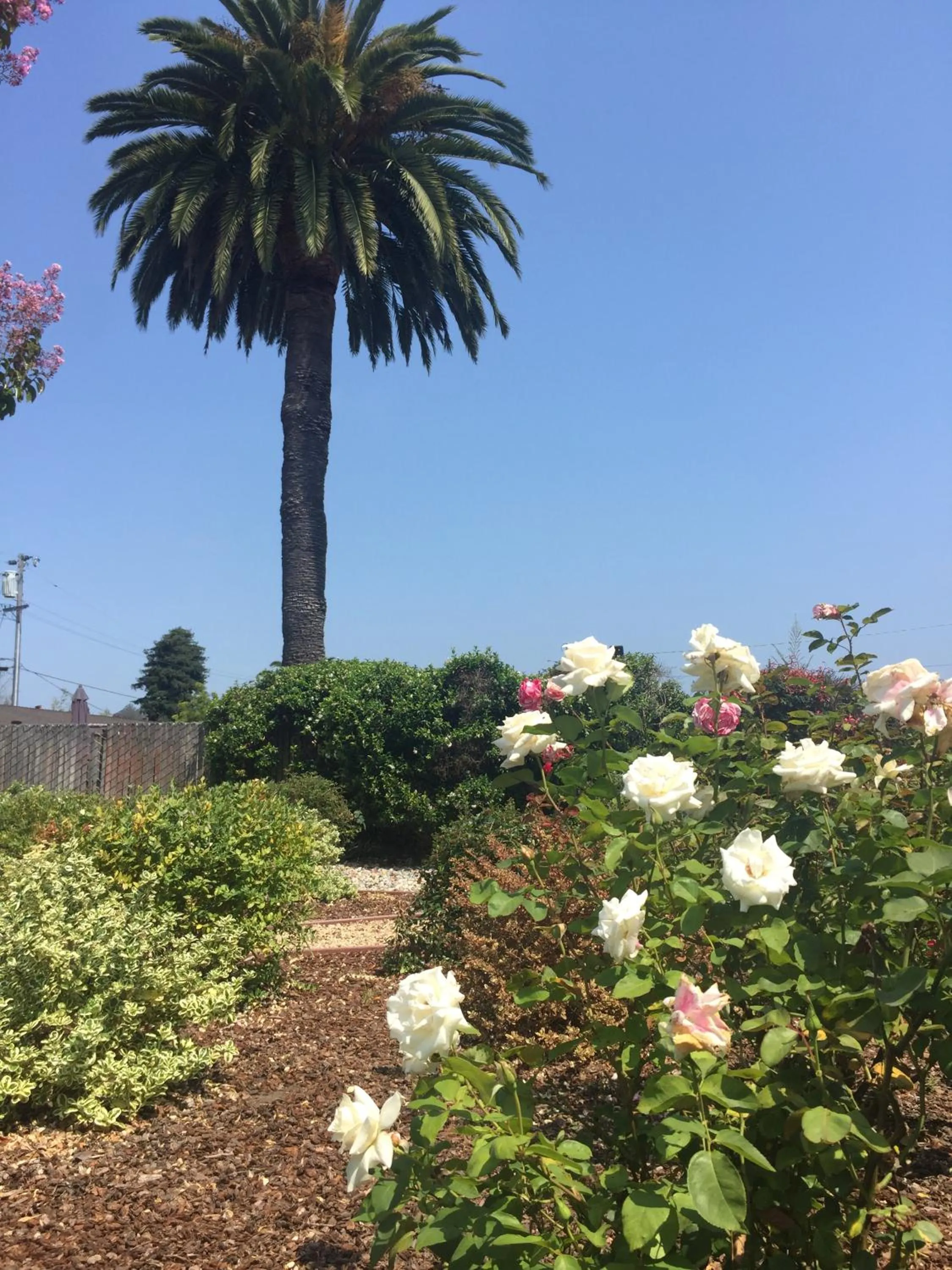 Garden view in Hitching Post Studios Inn