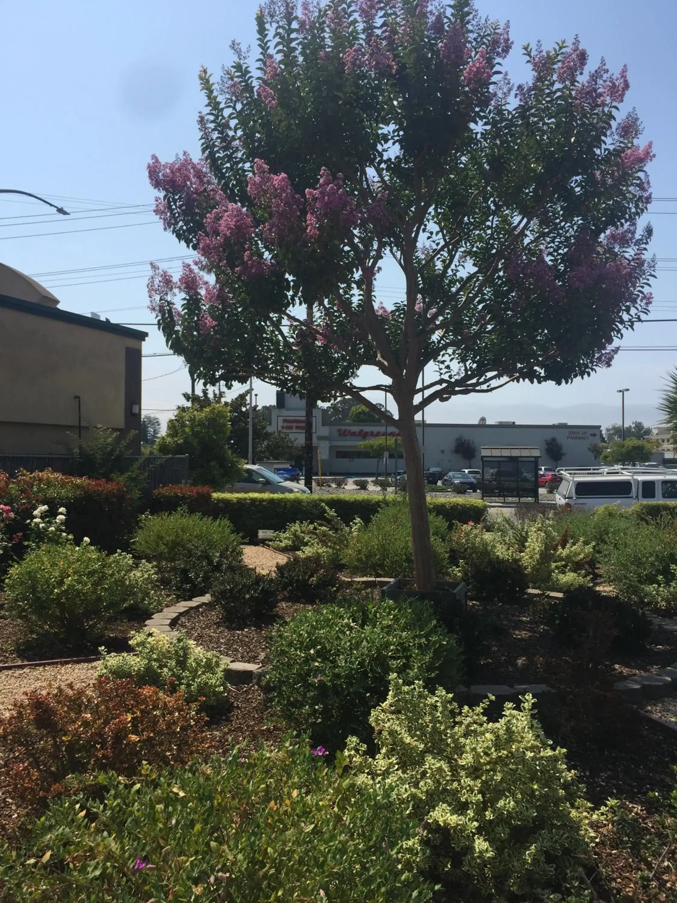 Garden view in Hitching Post Studios Inn Garden view in Hitching Post Studios Inn