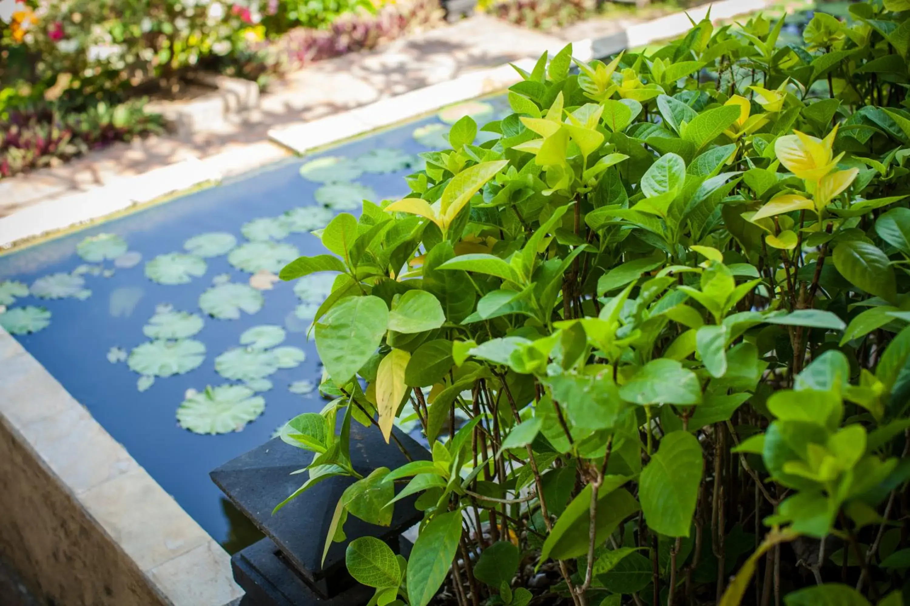 Garden view in Zen Resort Bali Garden view in Zen Resort Bali