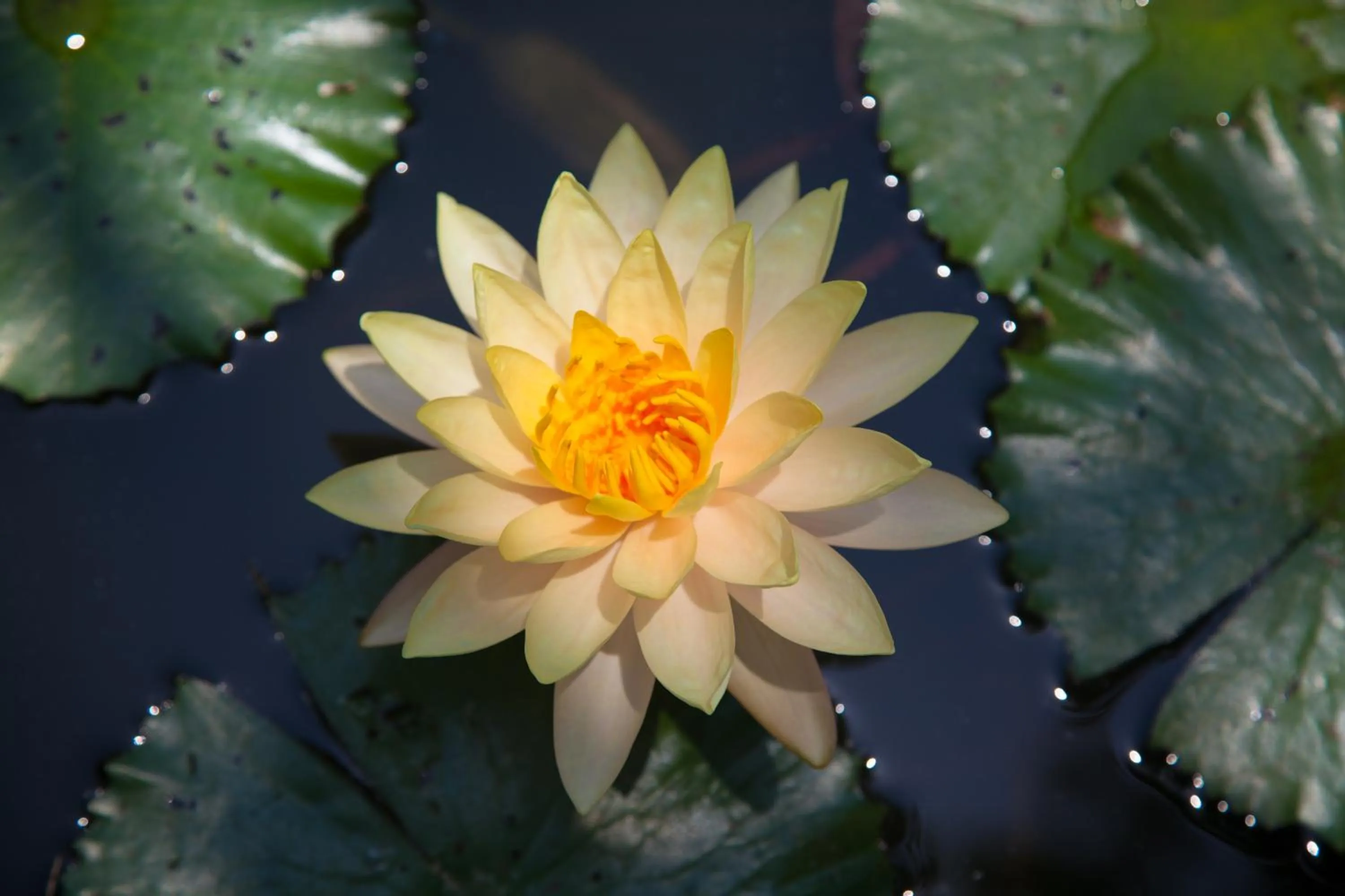 Decorative detail in Zen Resort Bali