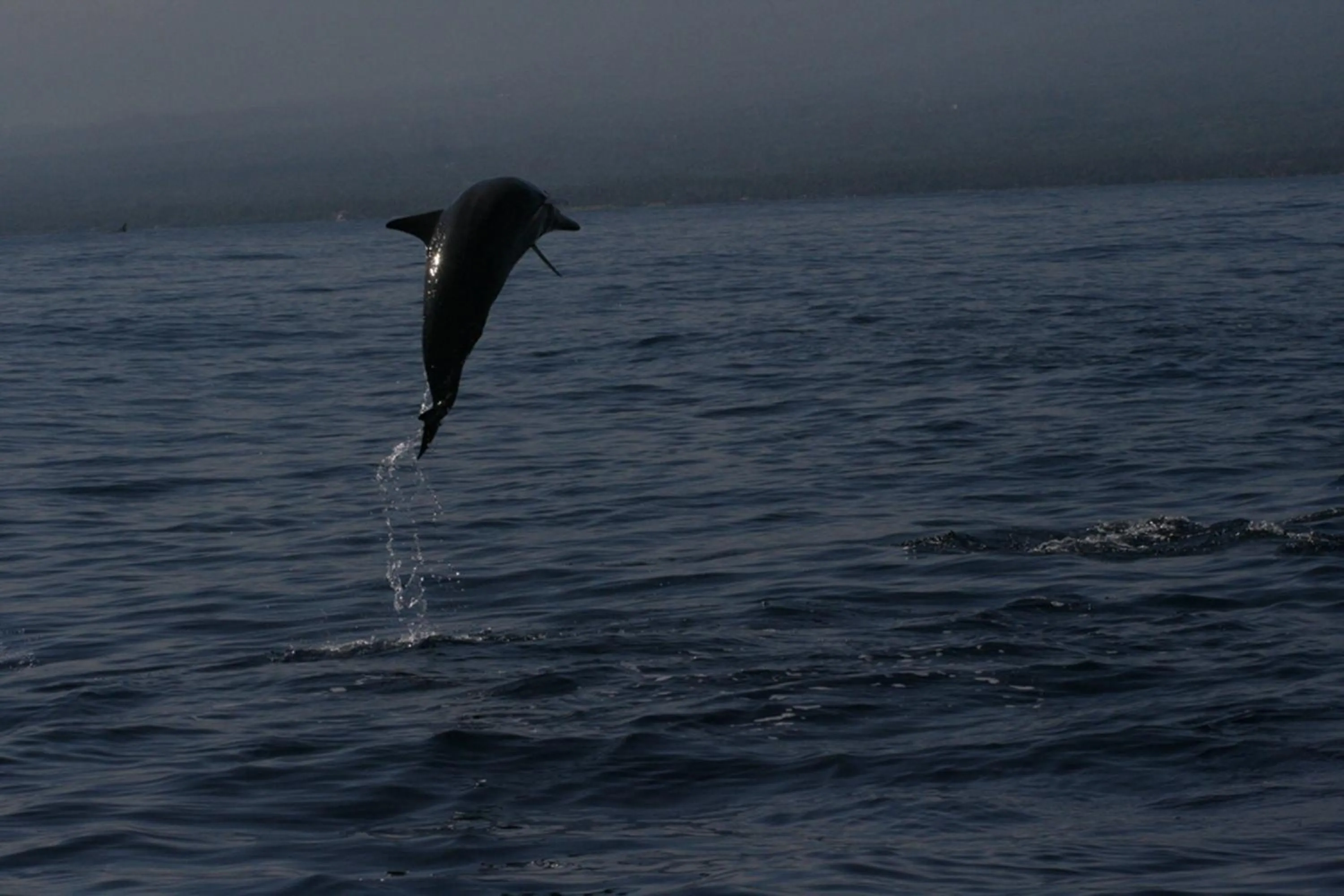Area and facilities in Banyualit Spa 'n Resort Lovina