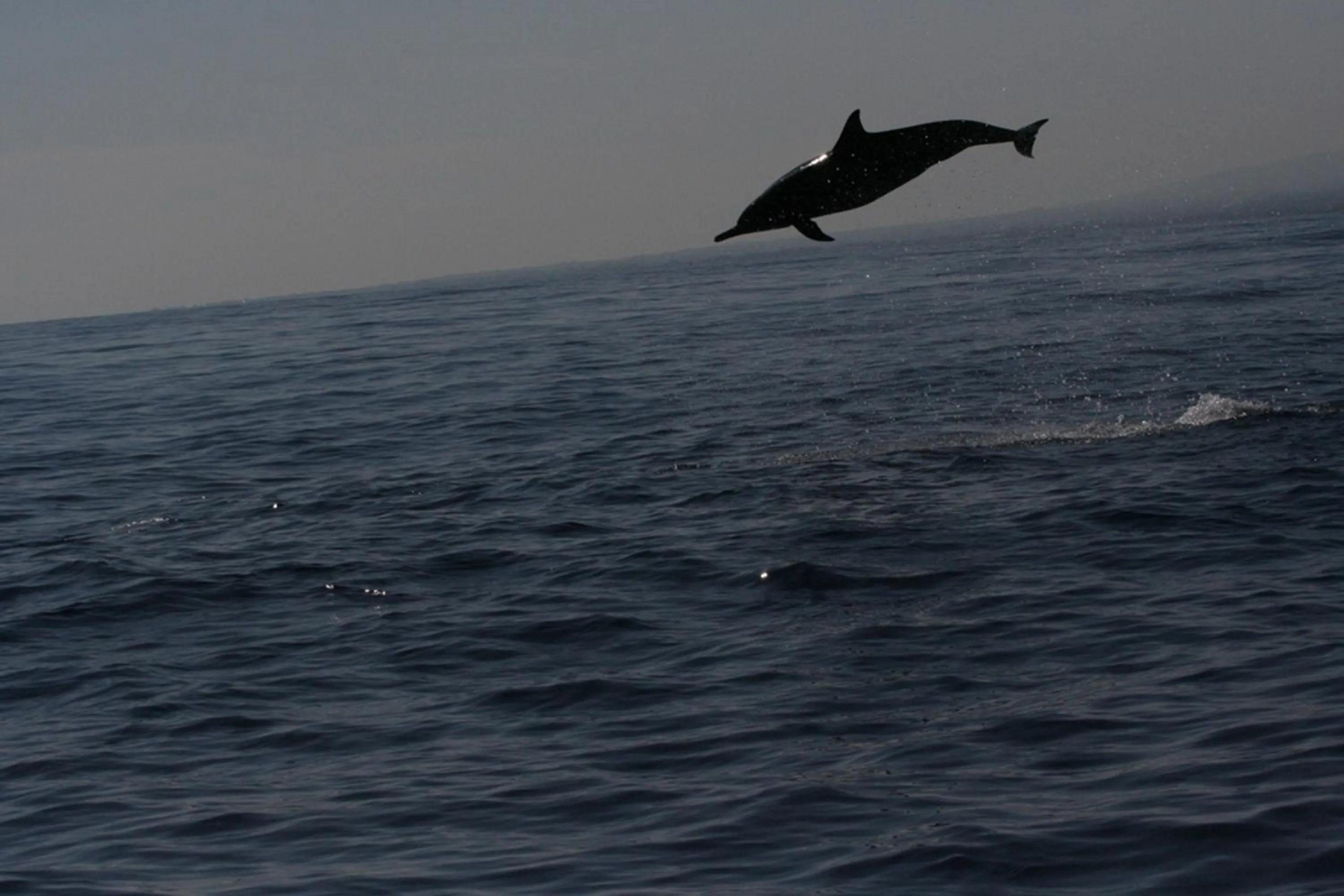 Area and facilities in Banyualit Spa 'n Resort Lovina