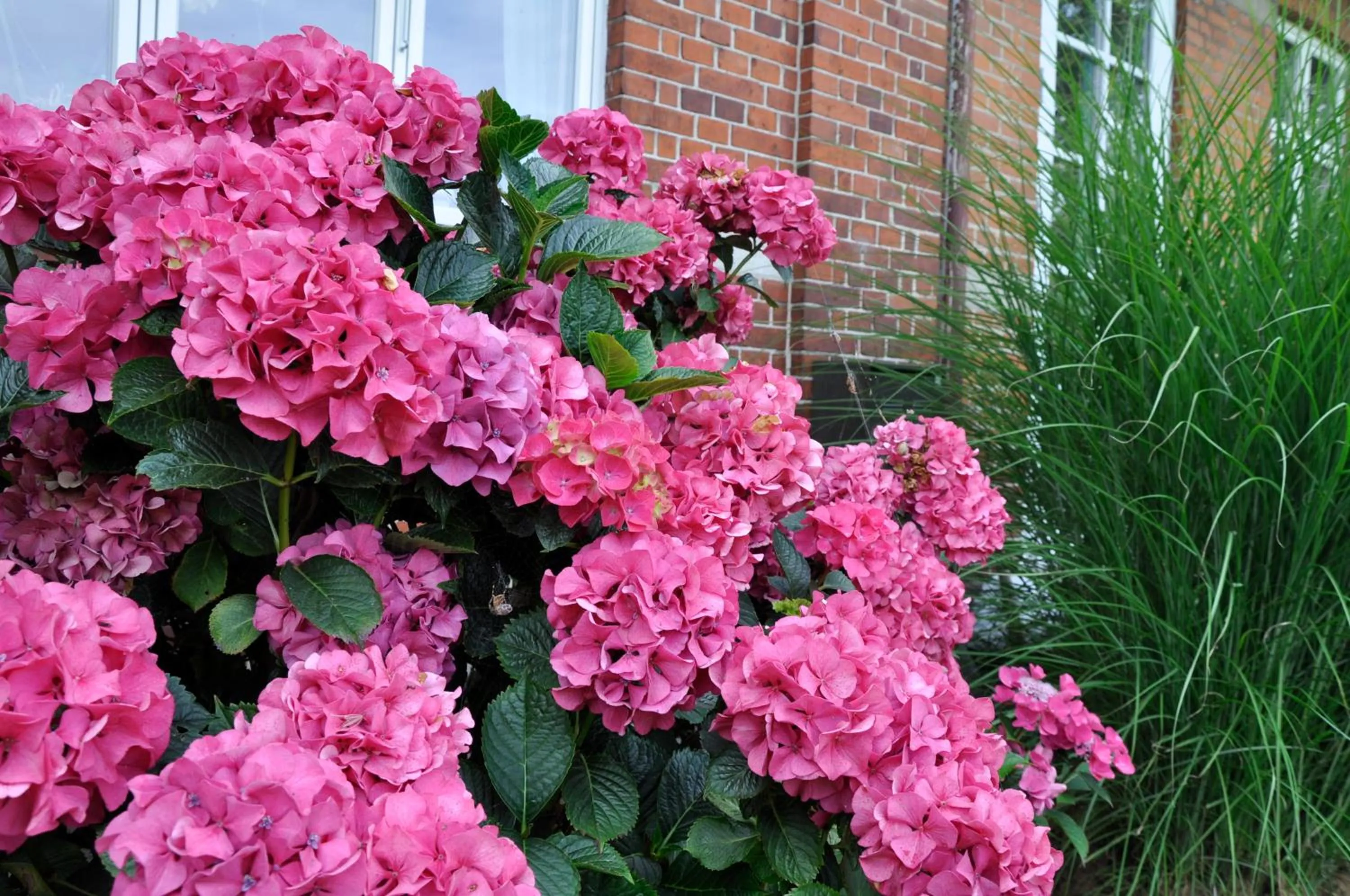 Garden in Lundsgaard Bed & Breakfast