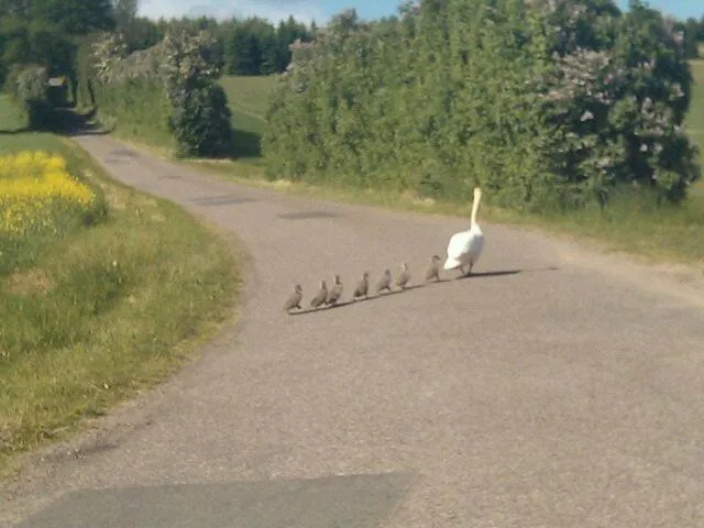 Animals in Lundsgaard Bed & Breakfast