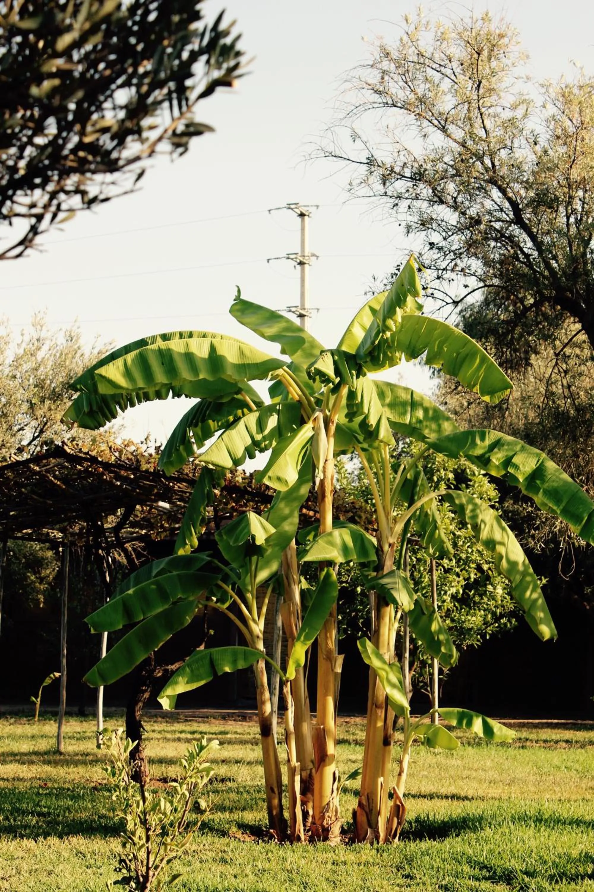 Garden in Palais Riad Berbère