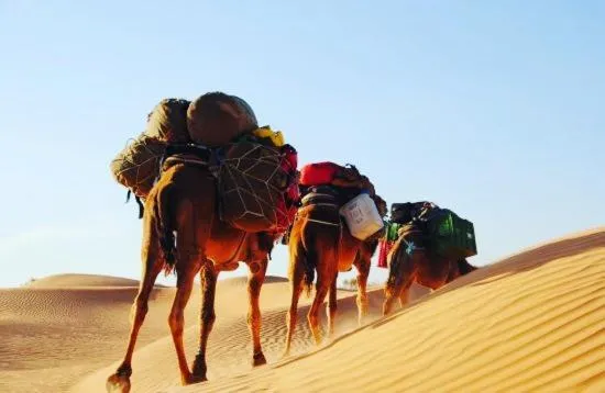 Camp Sahara Holidays