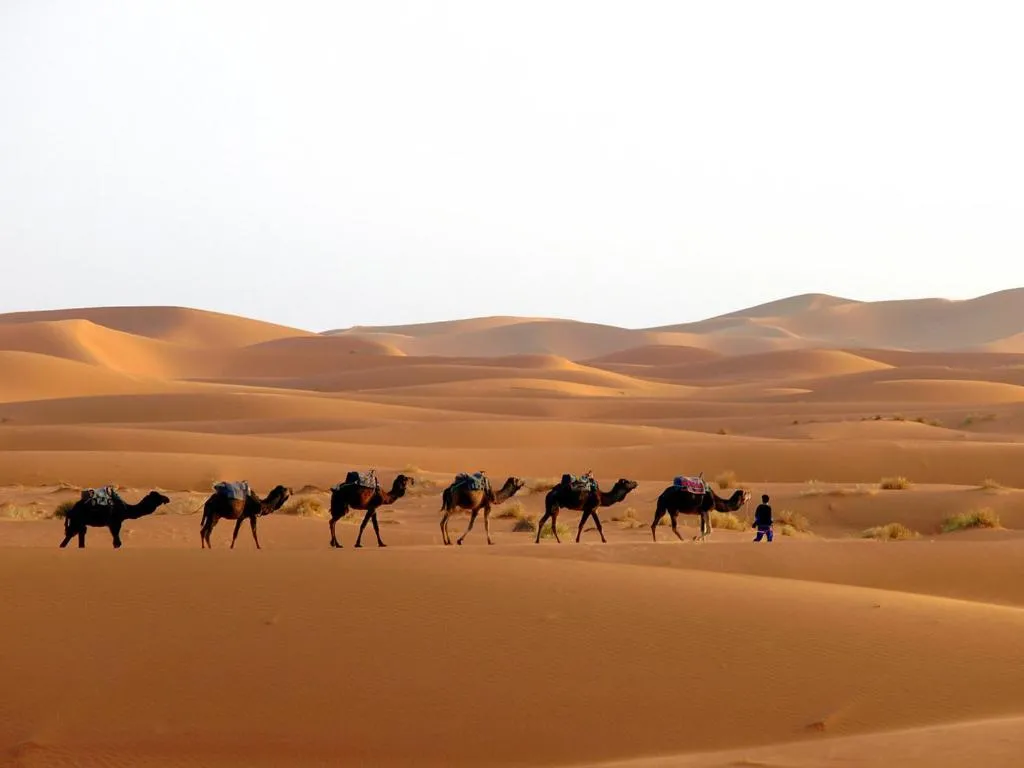 Camp Sahara Holidays