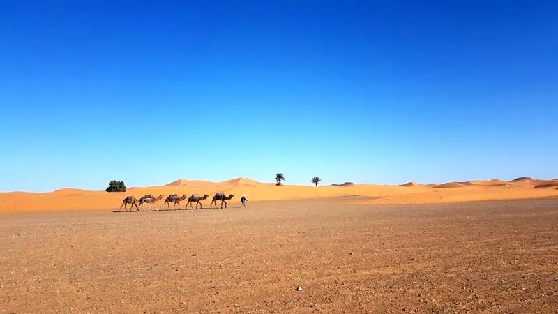 Camp Sahara Holidays