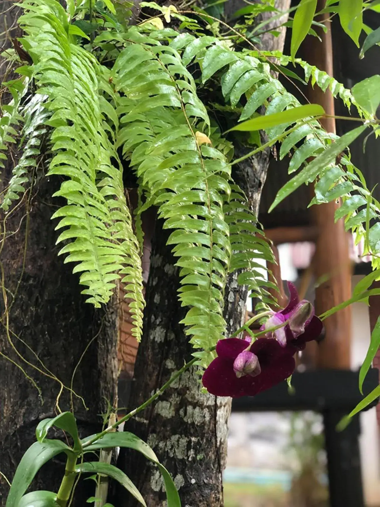 Garden view in Bounty Resort Garden view in Bounty Resort