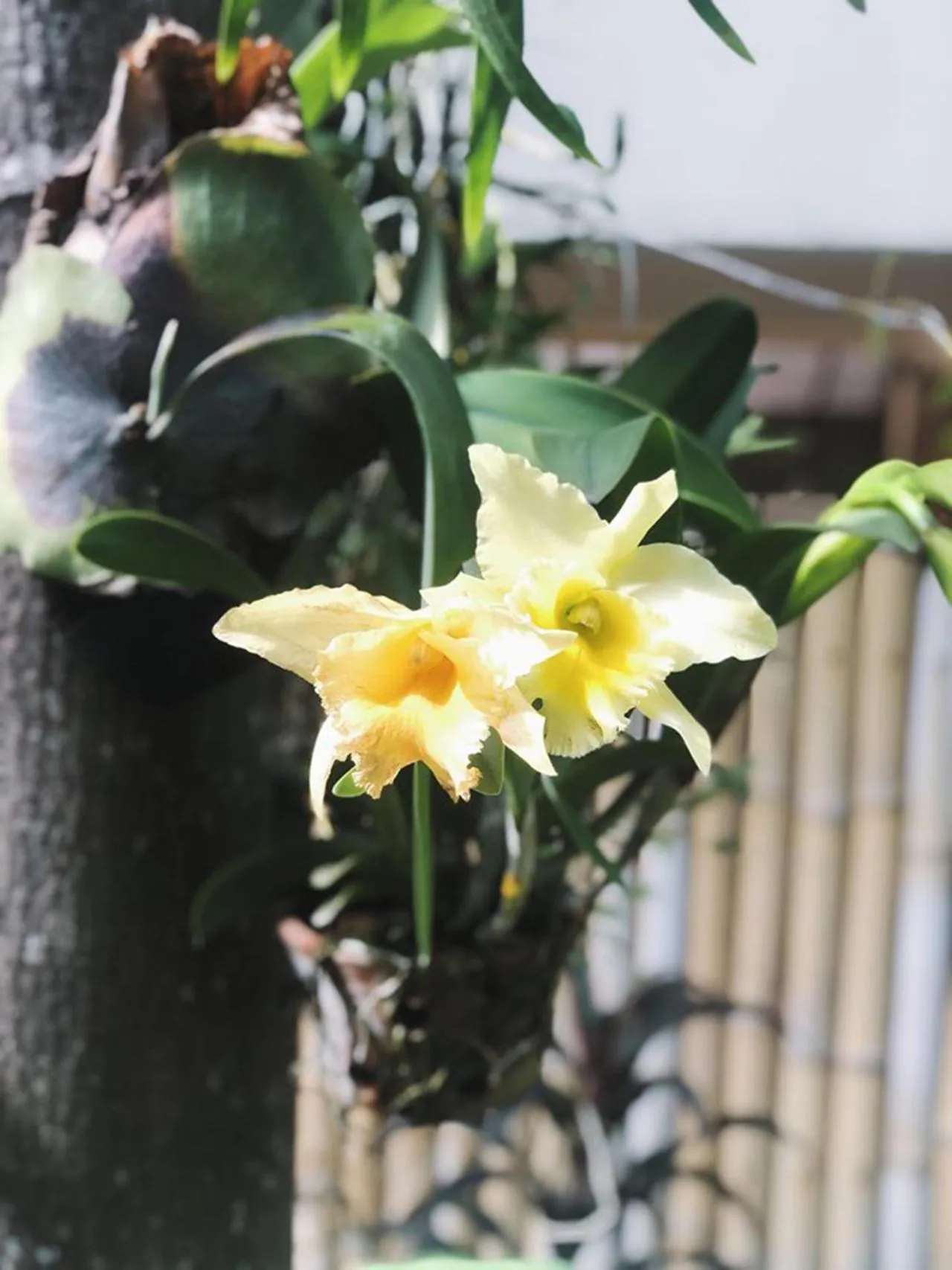 Garden in Bounty Resort