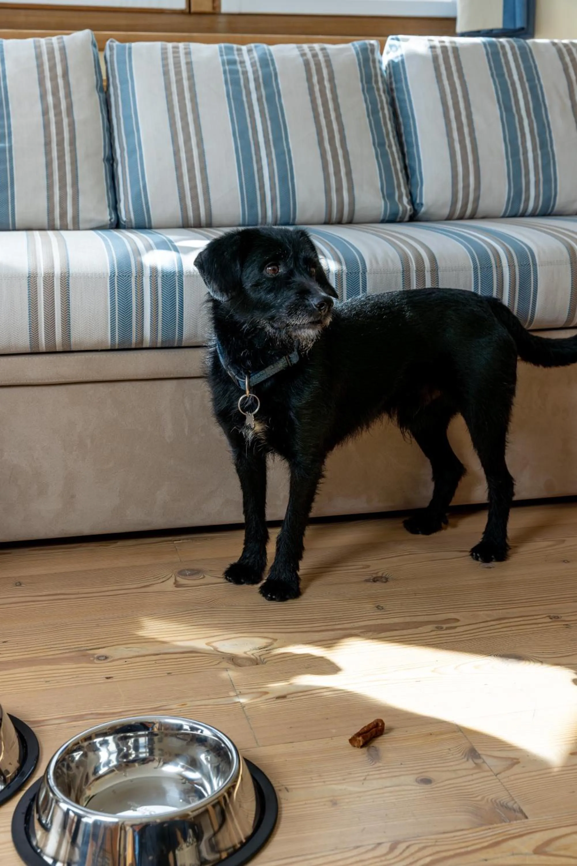 Animals in Hotel Flora