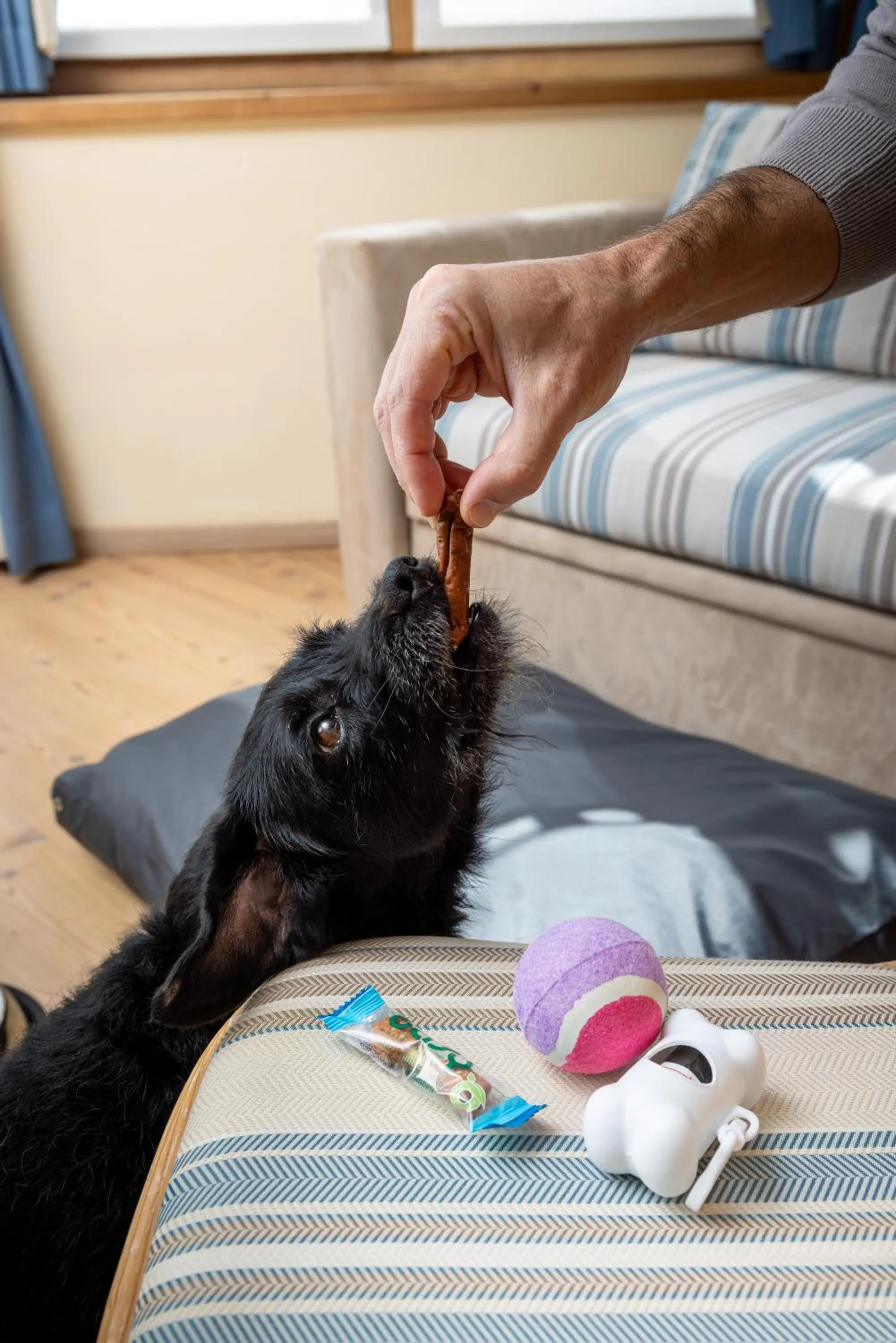 Animals in Hotel Flora