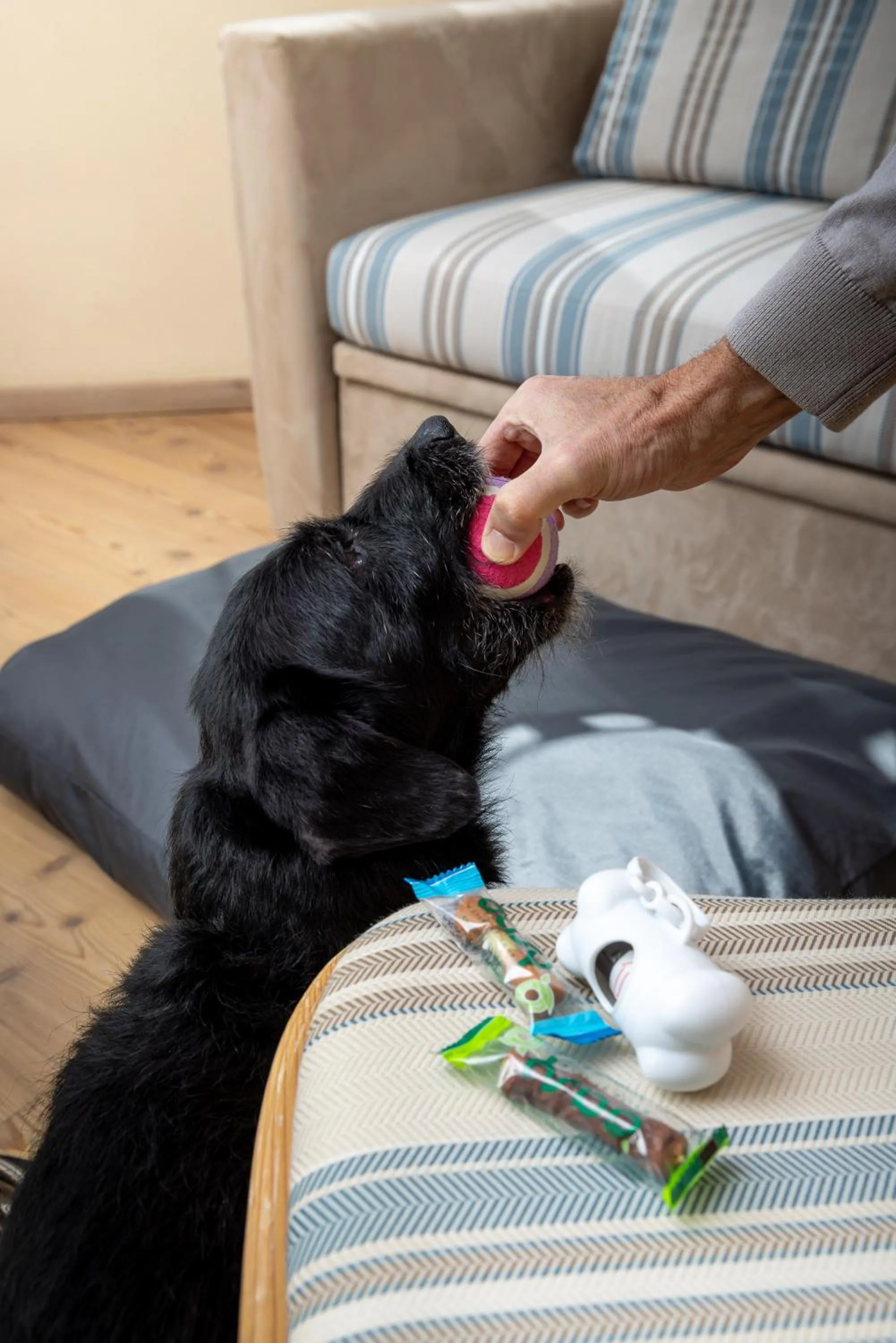 Animals in Hotel Flora
